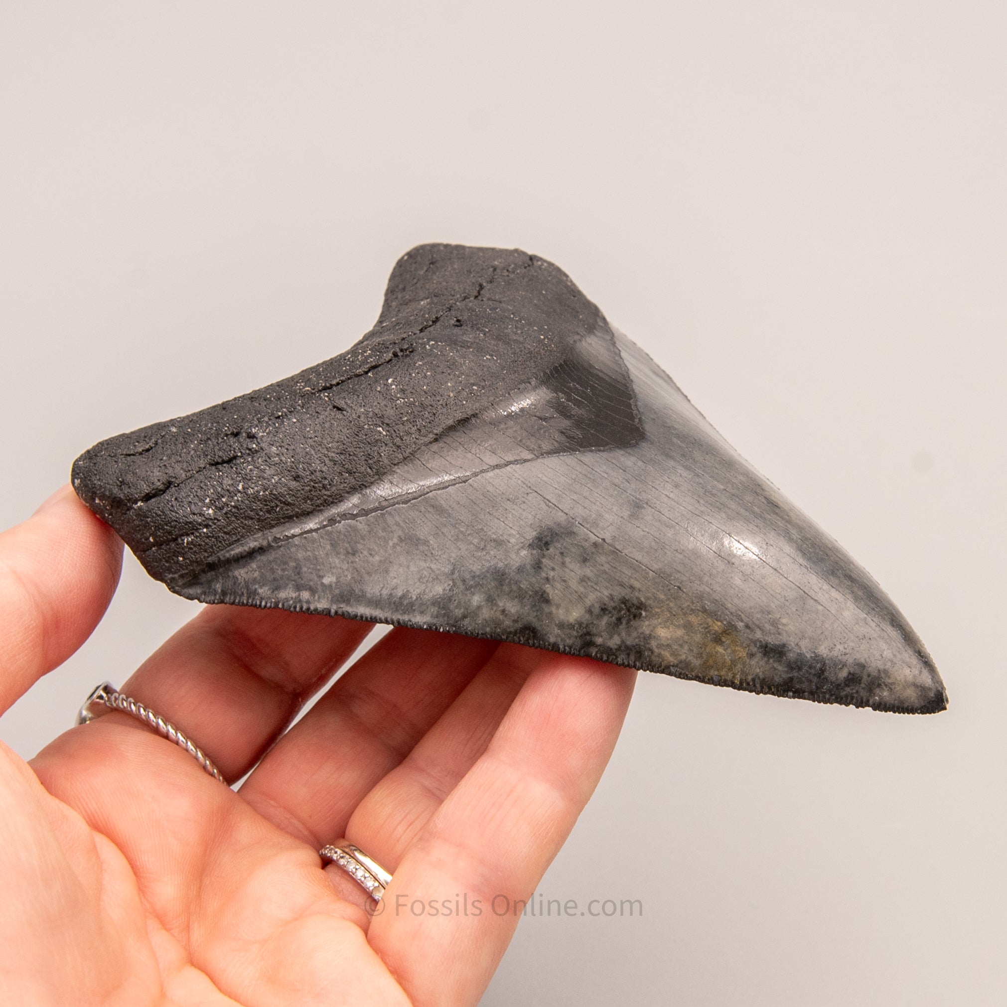 LG Venice Megalodon Tooth 4.58"