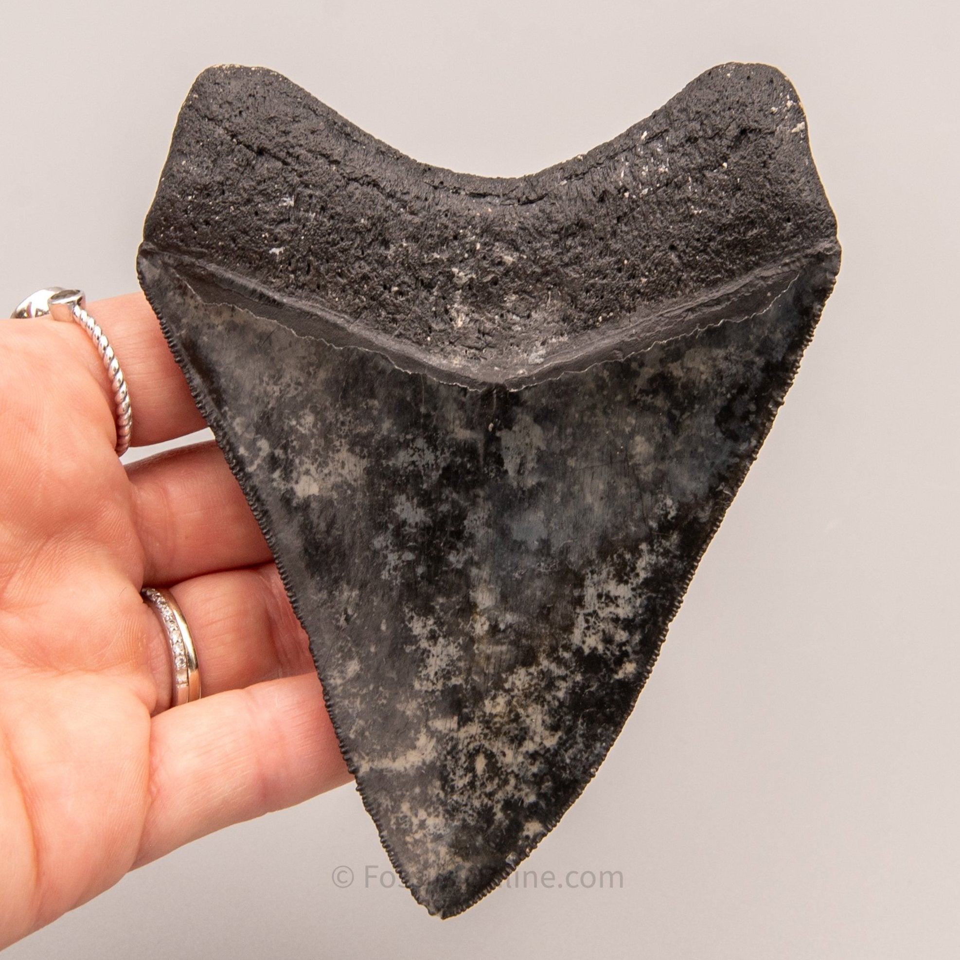 LG Venice Megalodon Tooth 4.58"