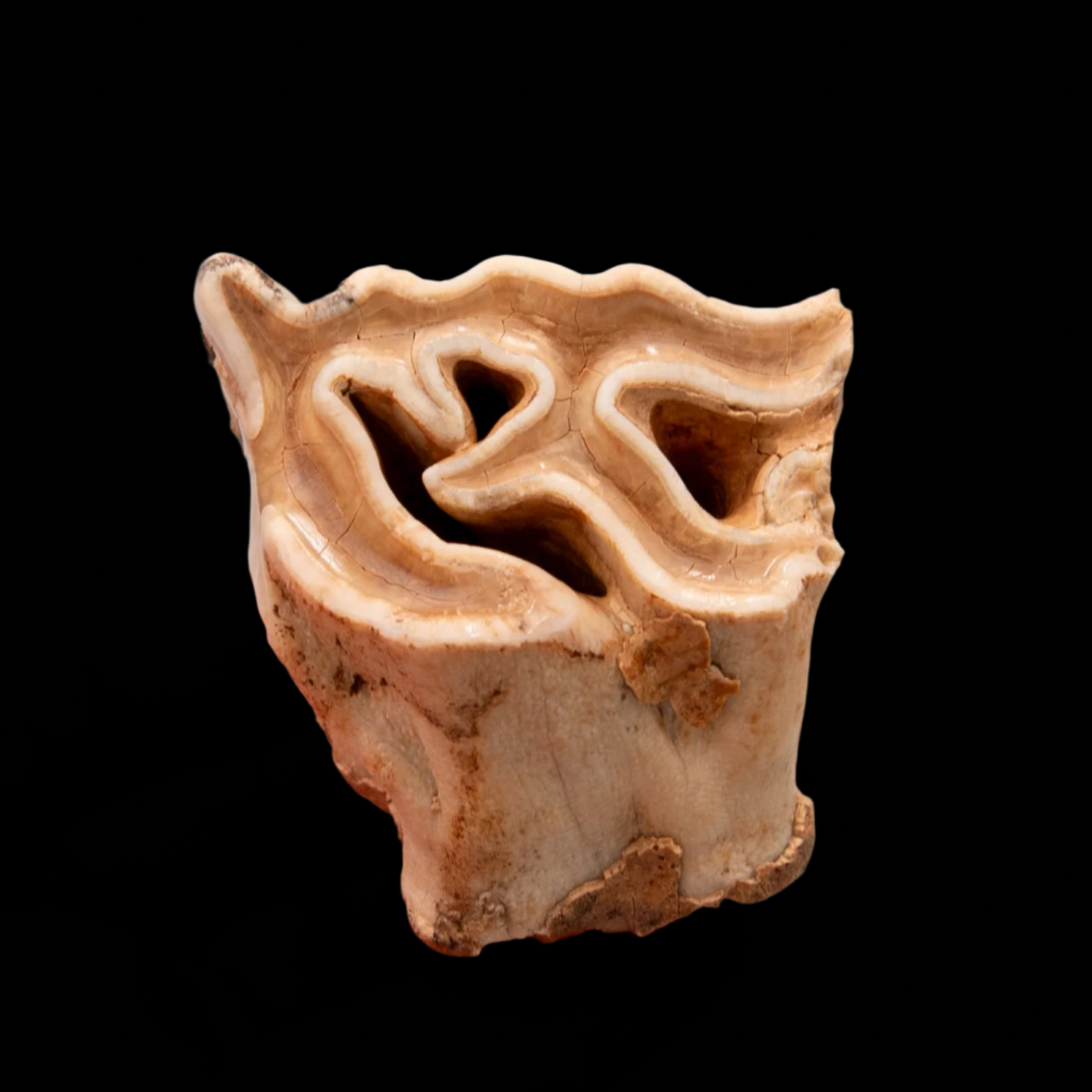 Upper Woolly Rhino Tooth