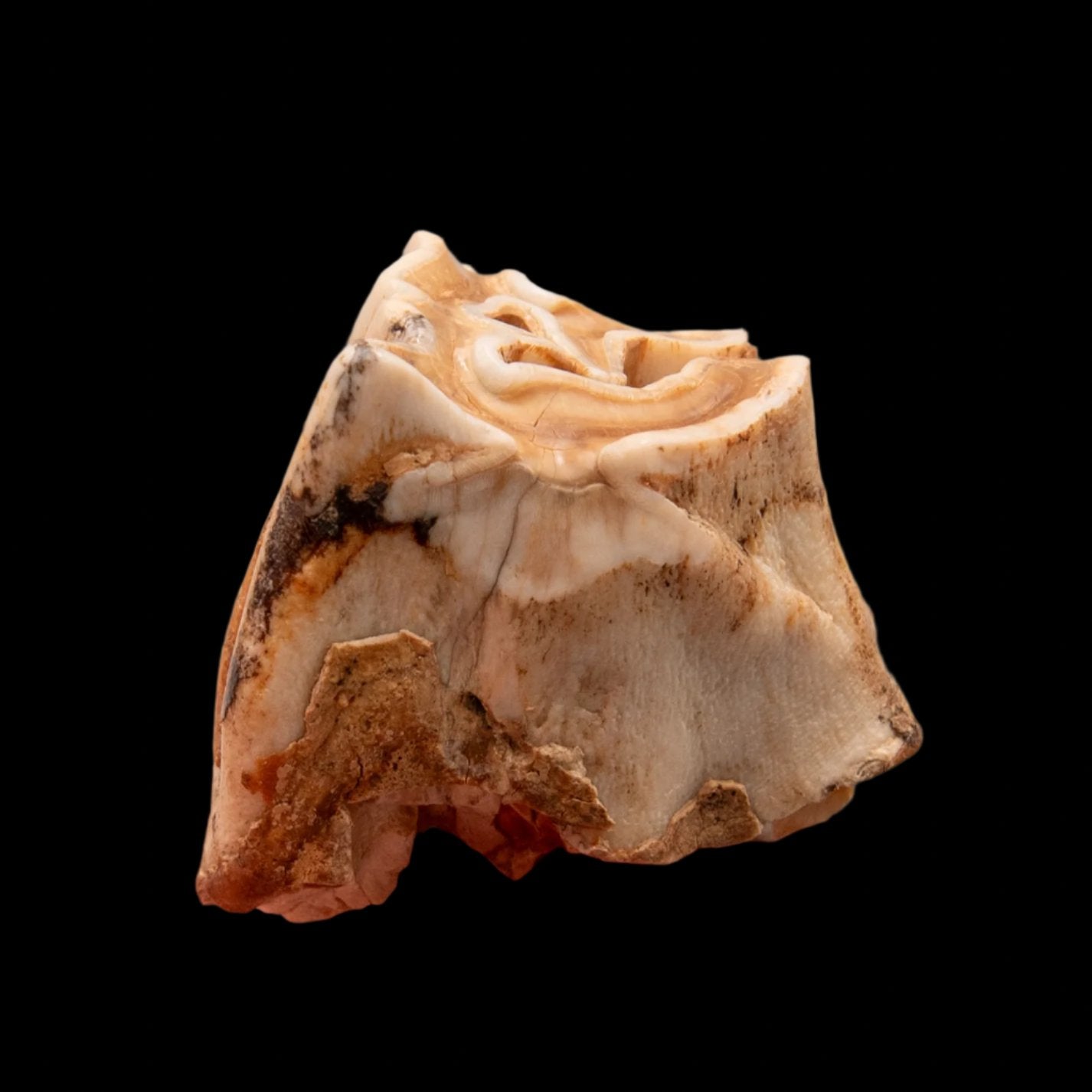 Upper Woolly Rhino Tooth