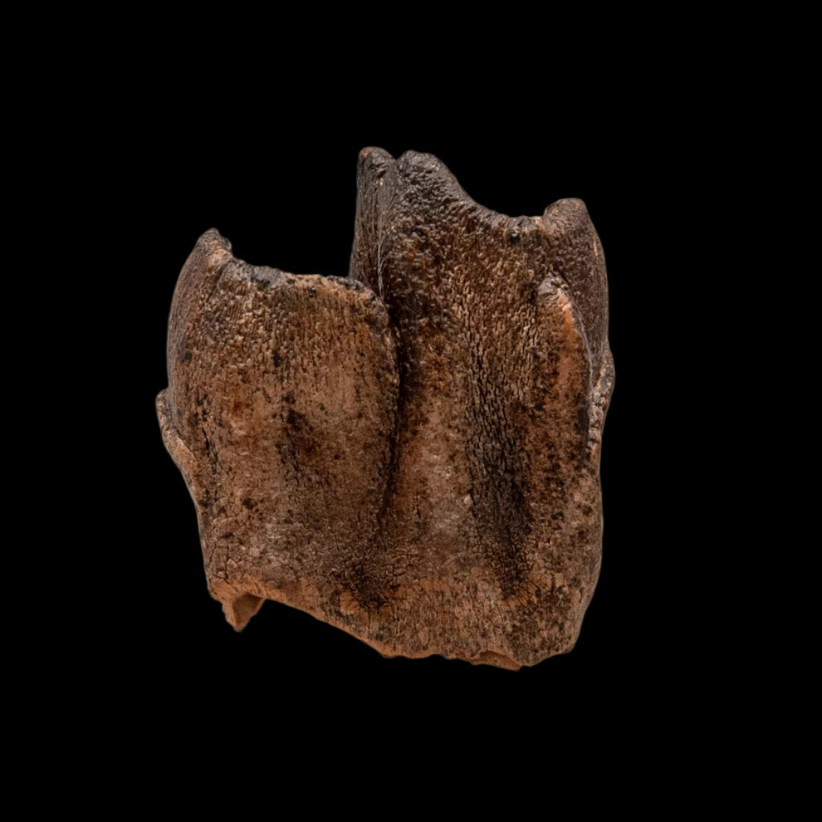 Woolly Rhino Tooth Siberia