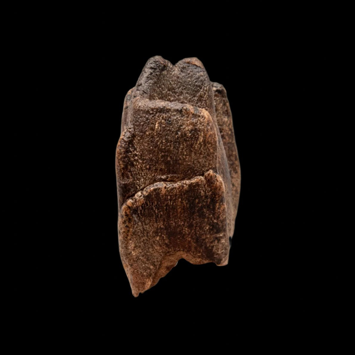 Woolly Rhino Tooth Siberia