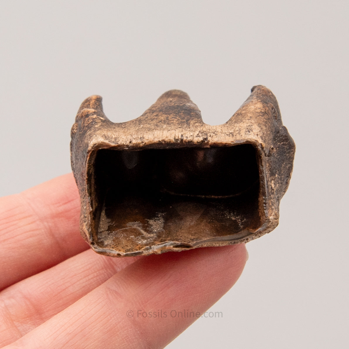 Woolly Rhino Tooth Siberia