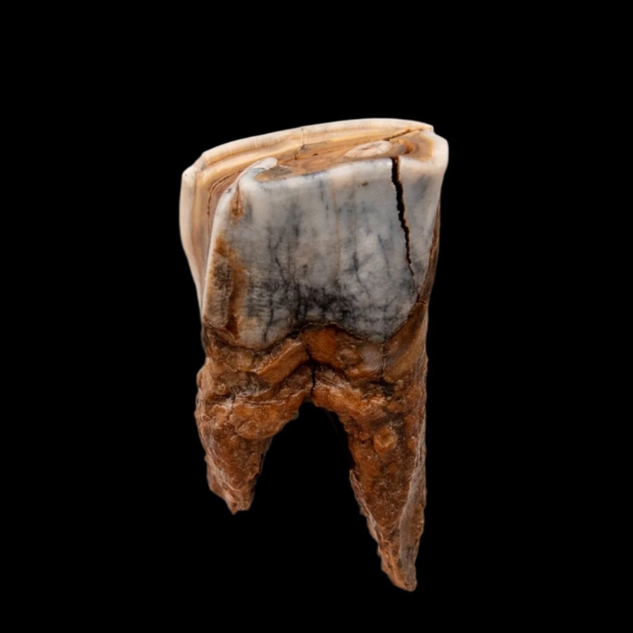 Juvenile Woolly Rhino Tooth Siberia