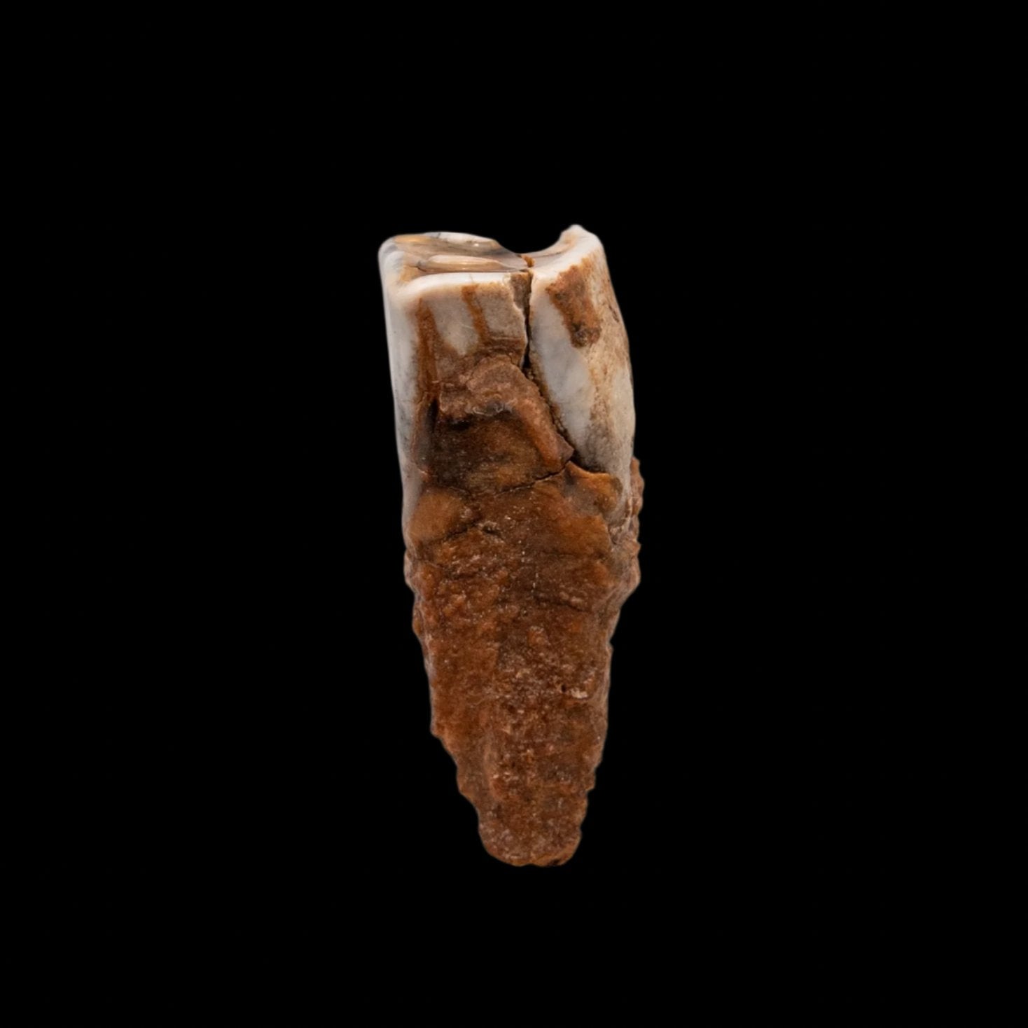 Juvenile Woolly Rhino Tooth Siberia