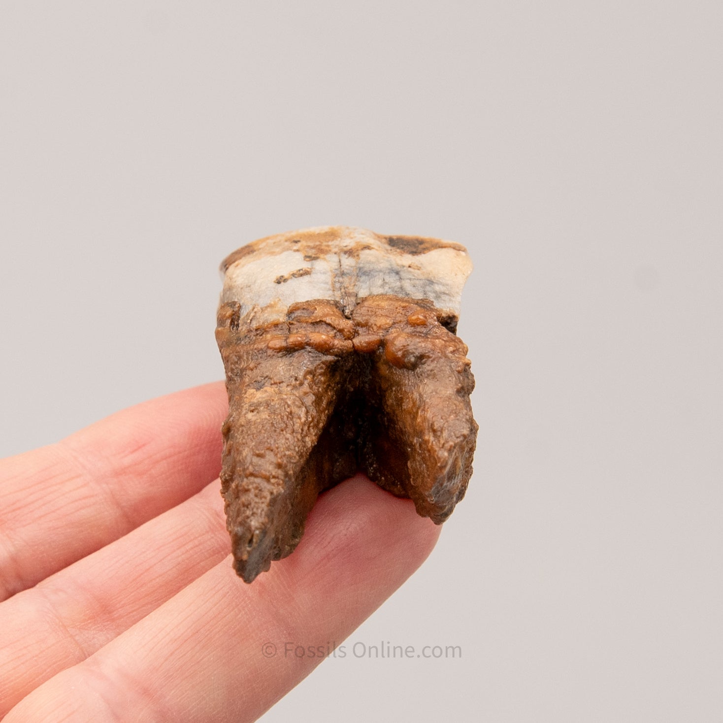 Juvenile Woolly Rhino Tooth Siberia