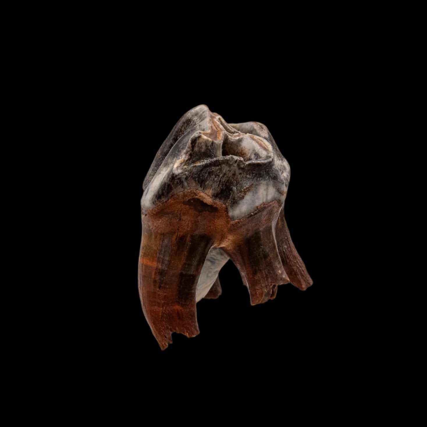 Juvenile Woolly Rhino Tooth Siberia