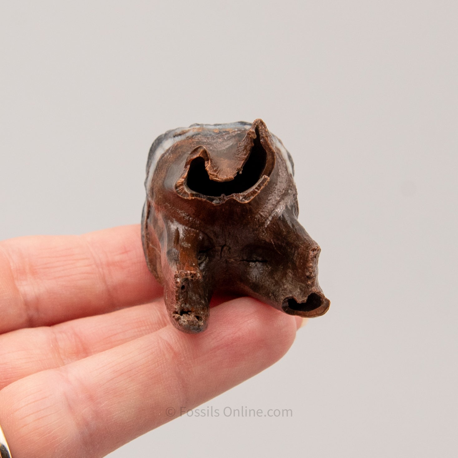 Juvenile Woolly Rhino Tooth Siberia