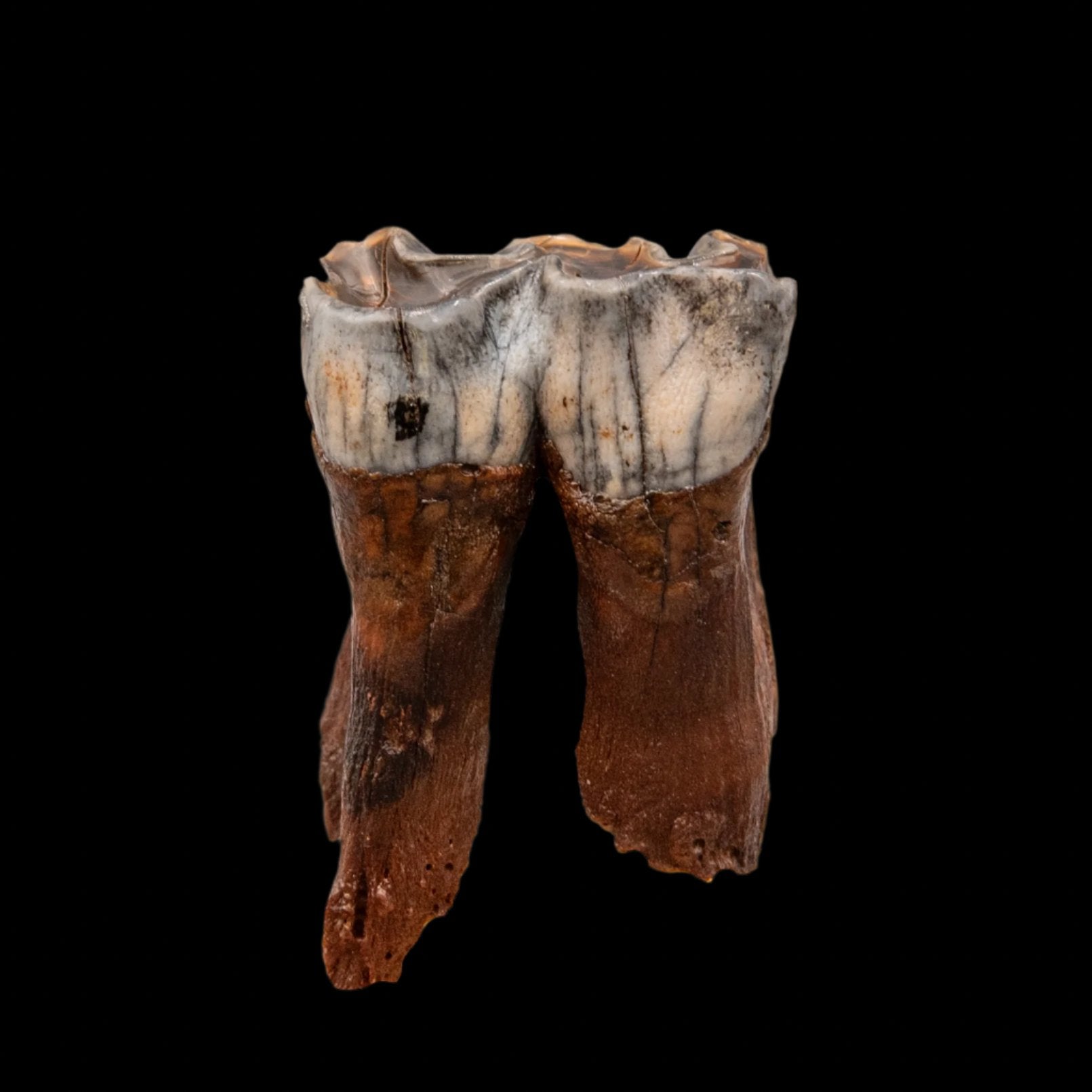 Juvenile Woolly Rhino Tooth Siberia