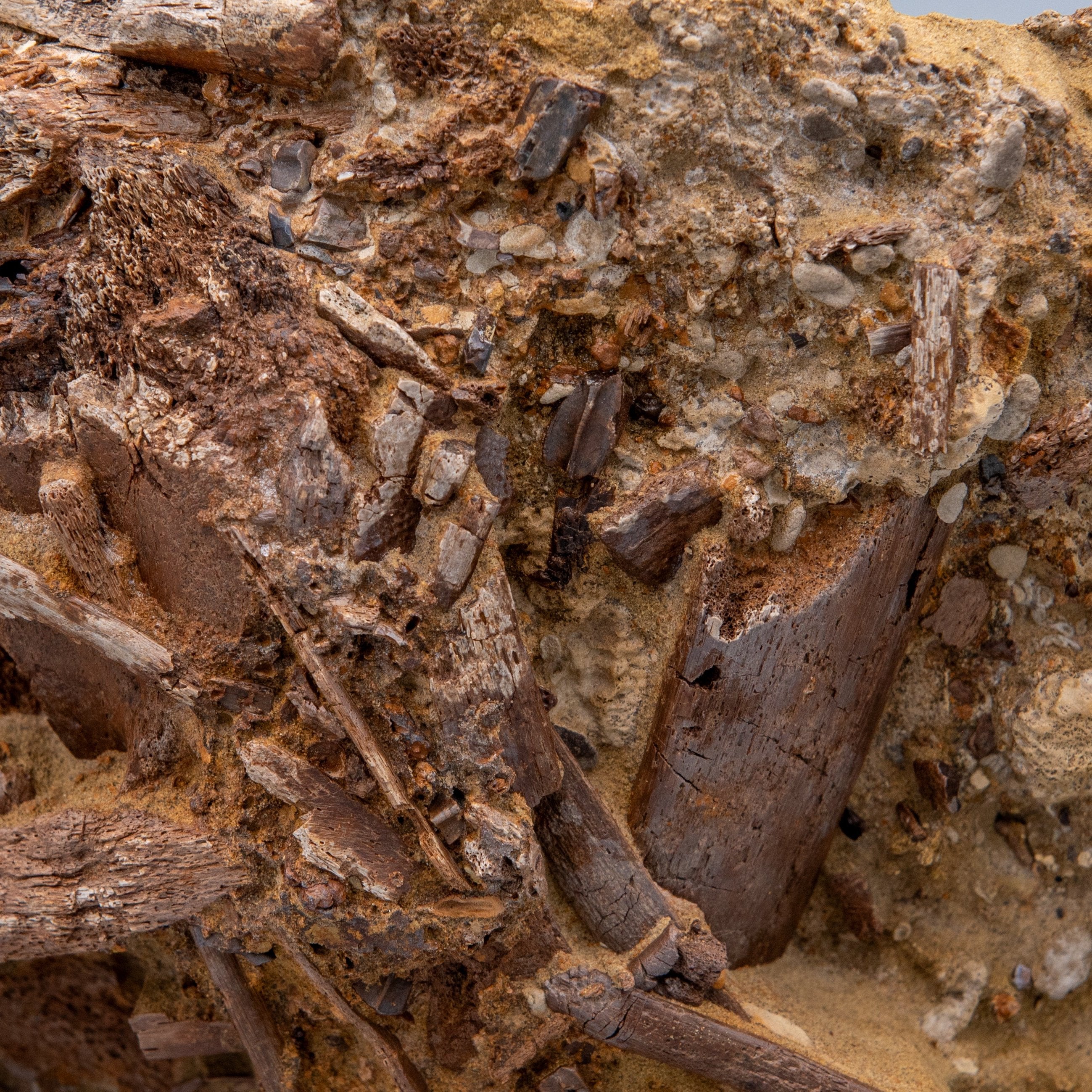 12" Edmontosaurus Tendons, Teeth, and Bones in Sandstone Matrix- Wyoming