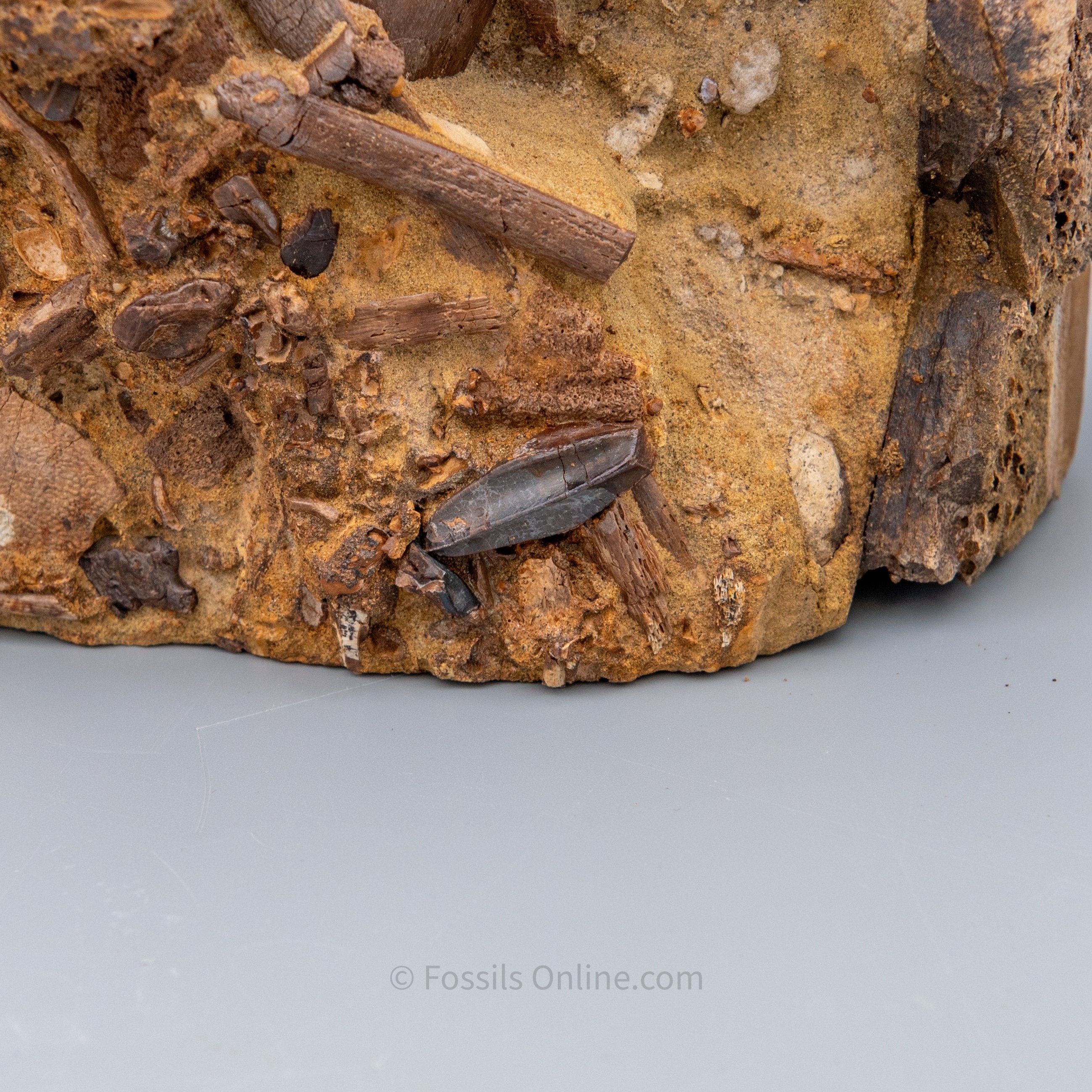 12" Edmontosaurus Tendons, Teeth, and Bones in Sandstone Matrix- Wyoming