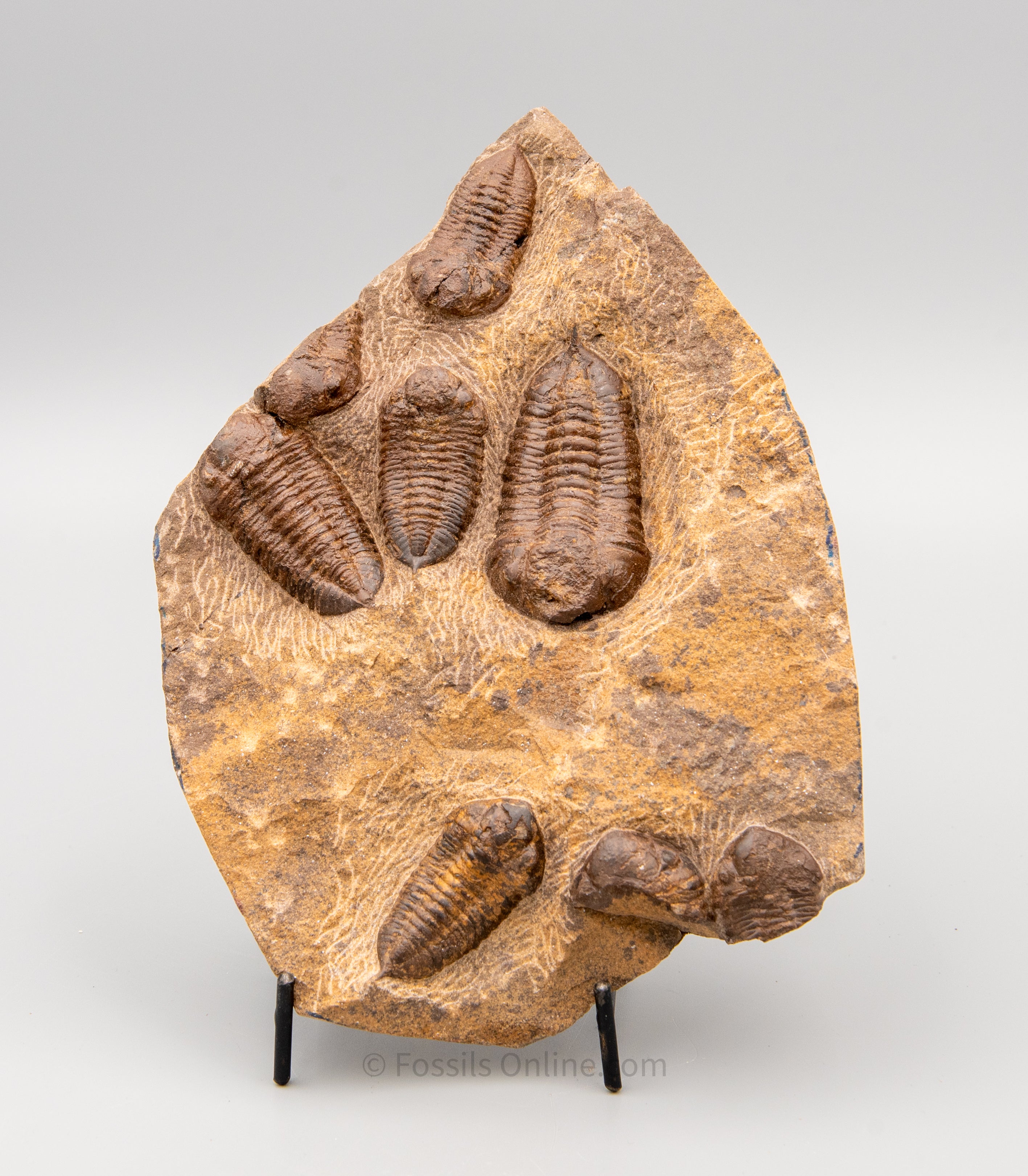 Dalmanitis trilobites in matrix Morocco