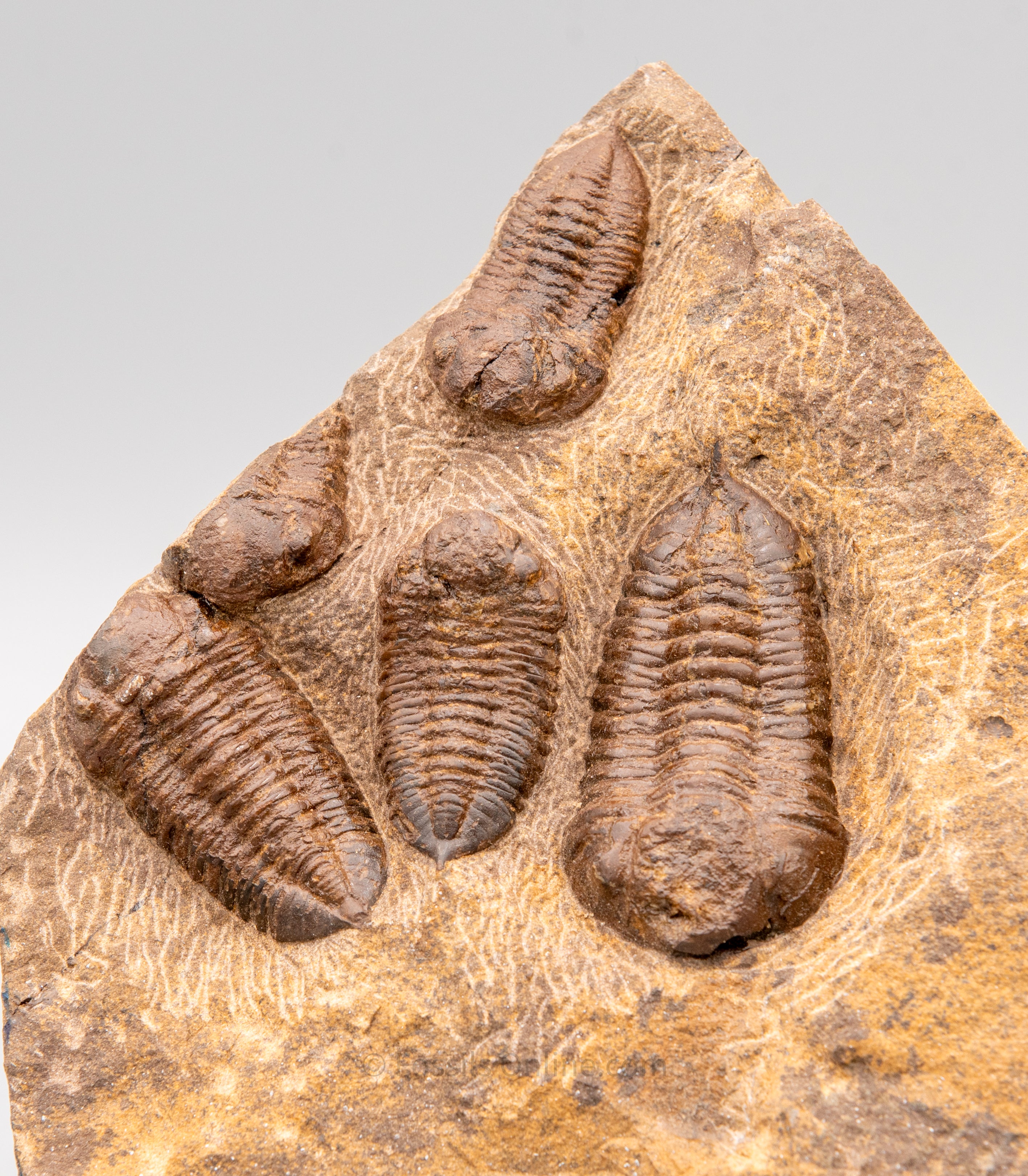 Dalmanitis trilobites in matrix Morocco