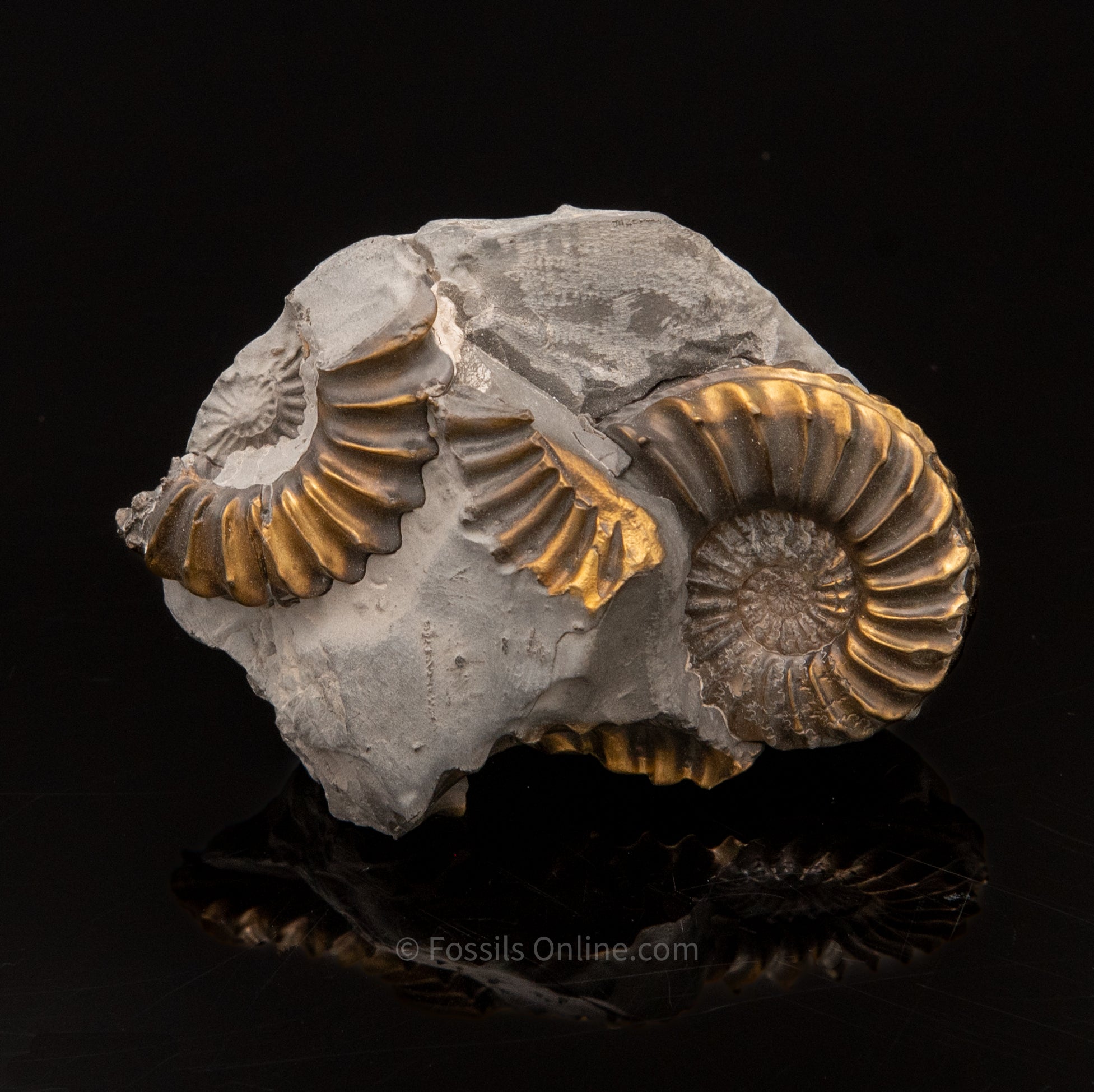 Pyritized Ammonite Pleuroceras Cluster Jurassic Germany