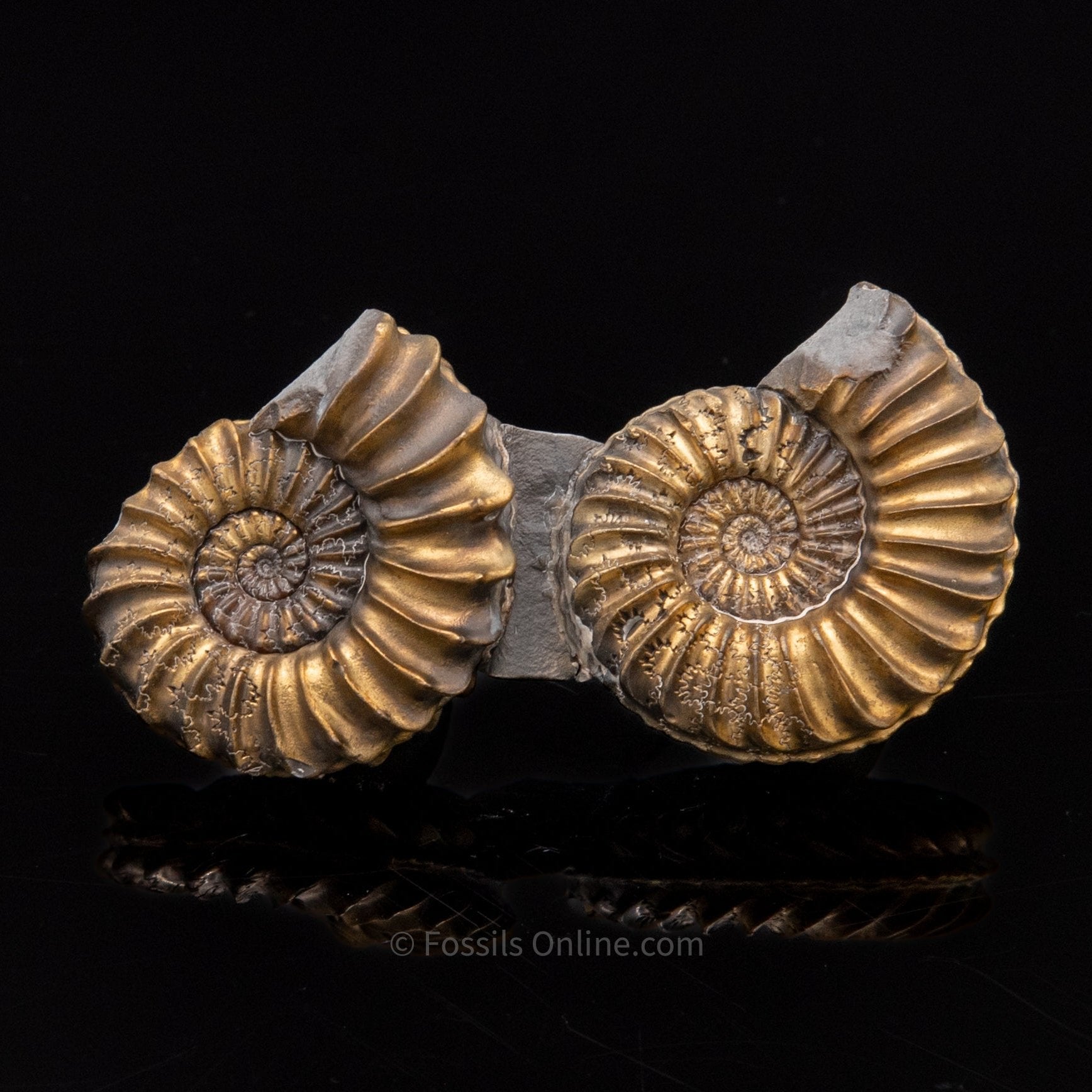 Fossil Pyritized Double Ammonite Pleuroceras  Jurassic Germany