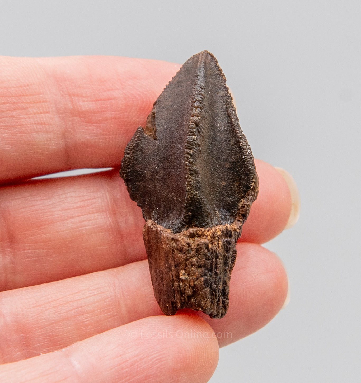 Fossil Triceratops Tooth Hell Creek MT 1.47"