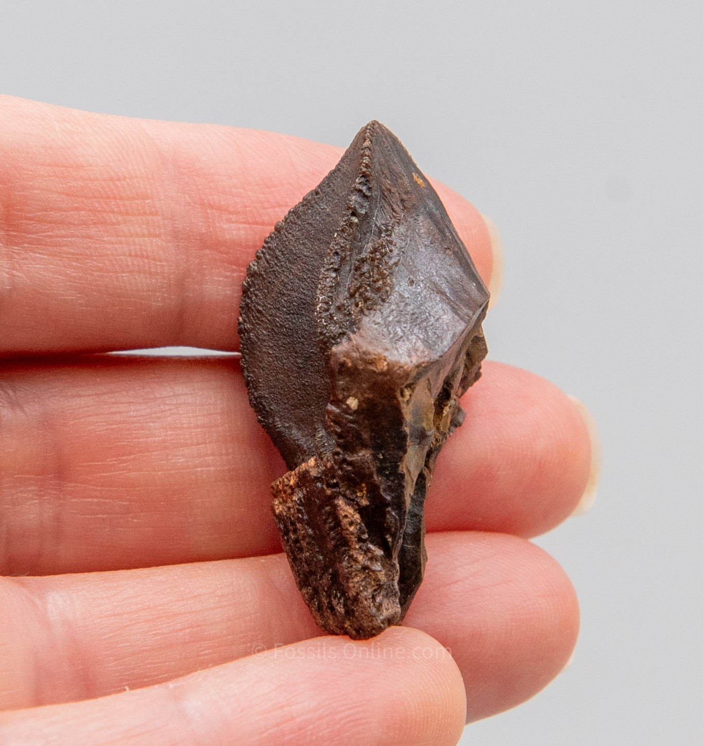 Fossil Triceratops Tooth Hell Creek MT 1.47"