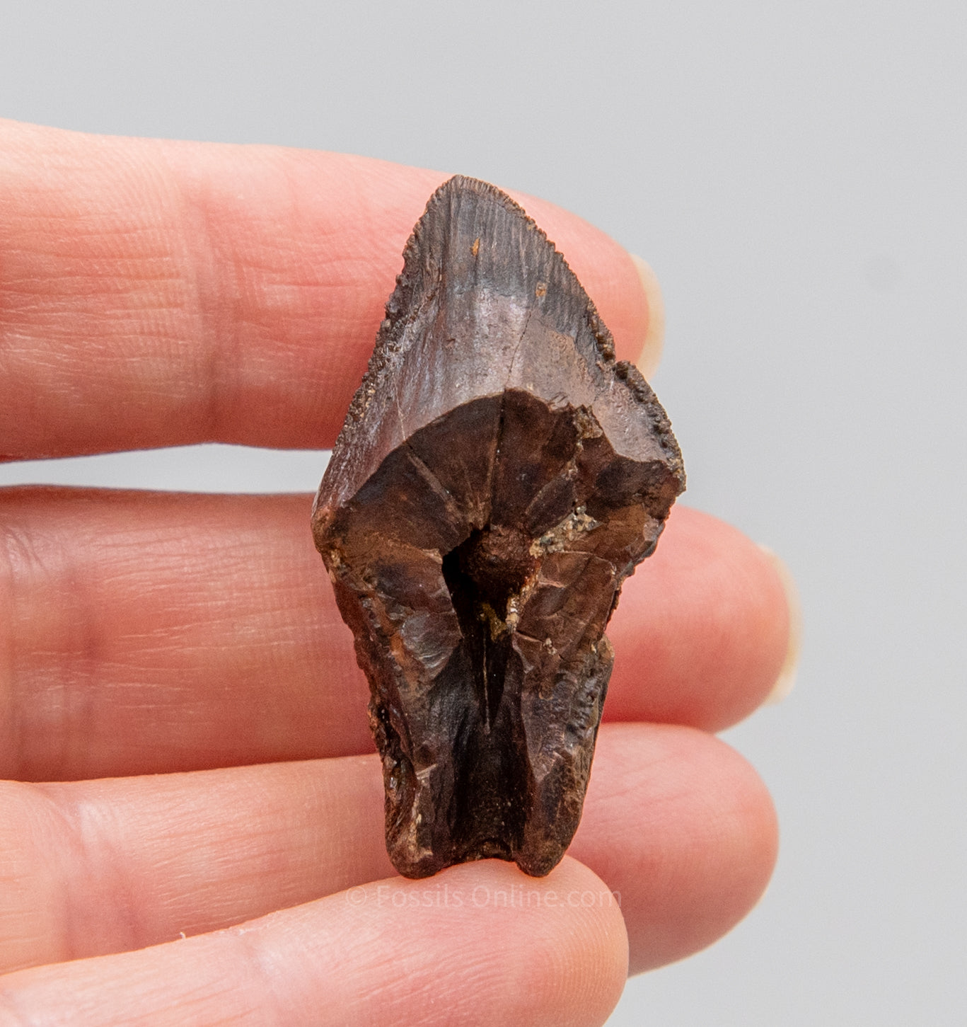 Fossil Triceratops Tooth Hell Creek MT 1.47"