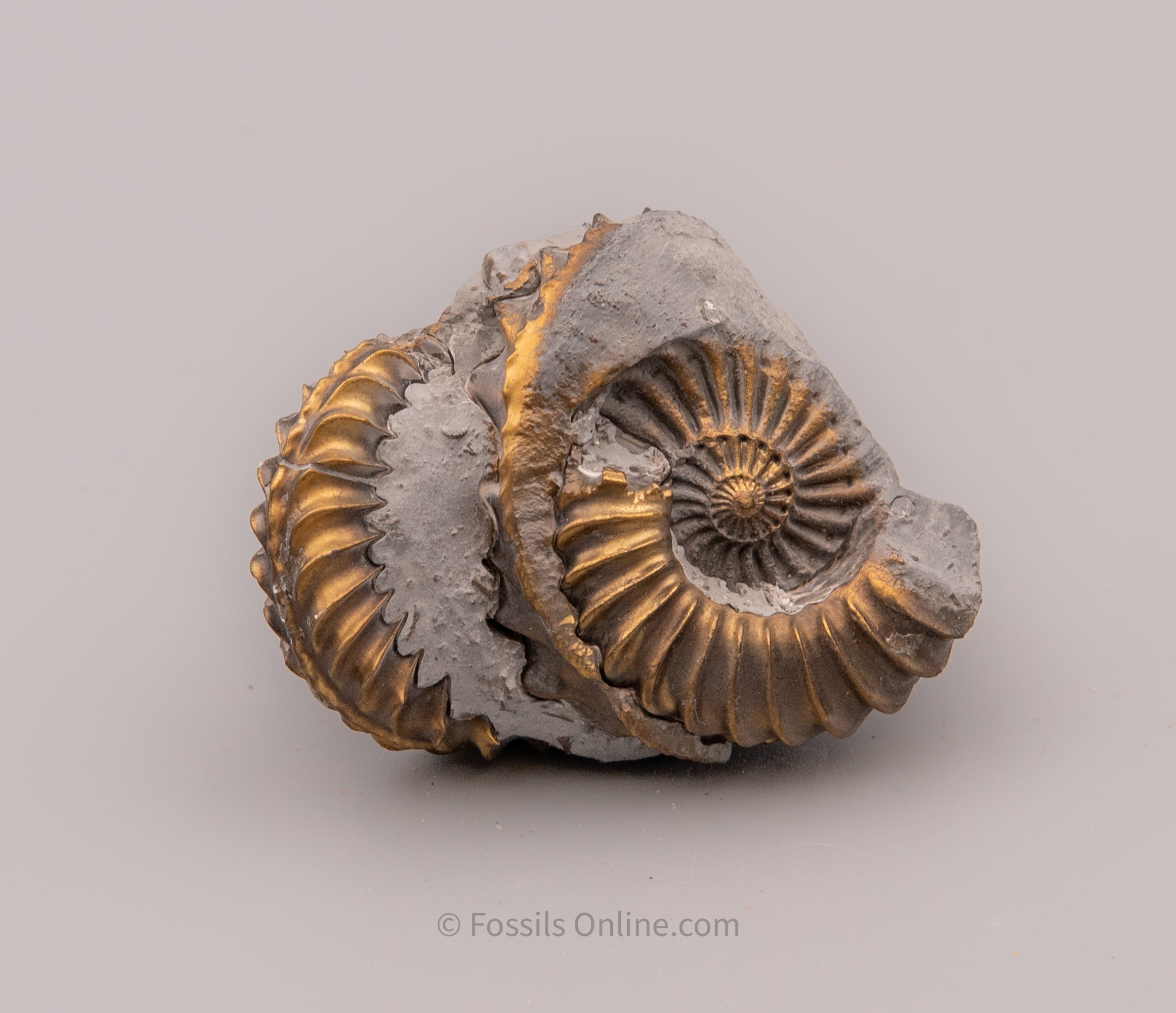 Fossil Pyritized Ammonite Pleuroceras Custer Jurassic Germany