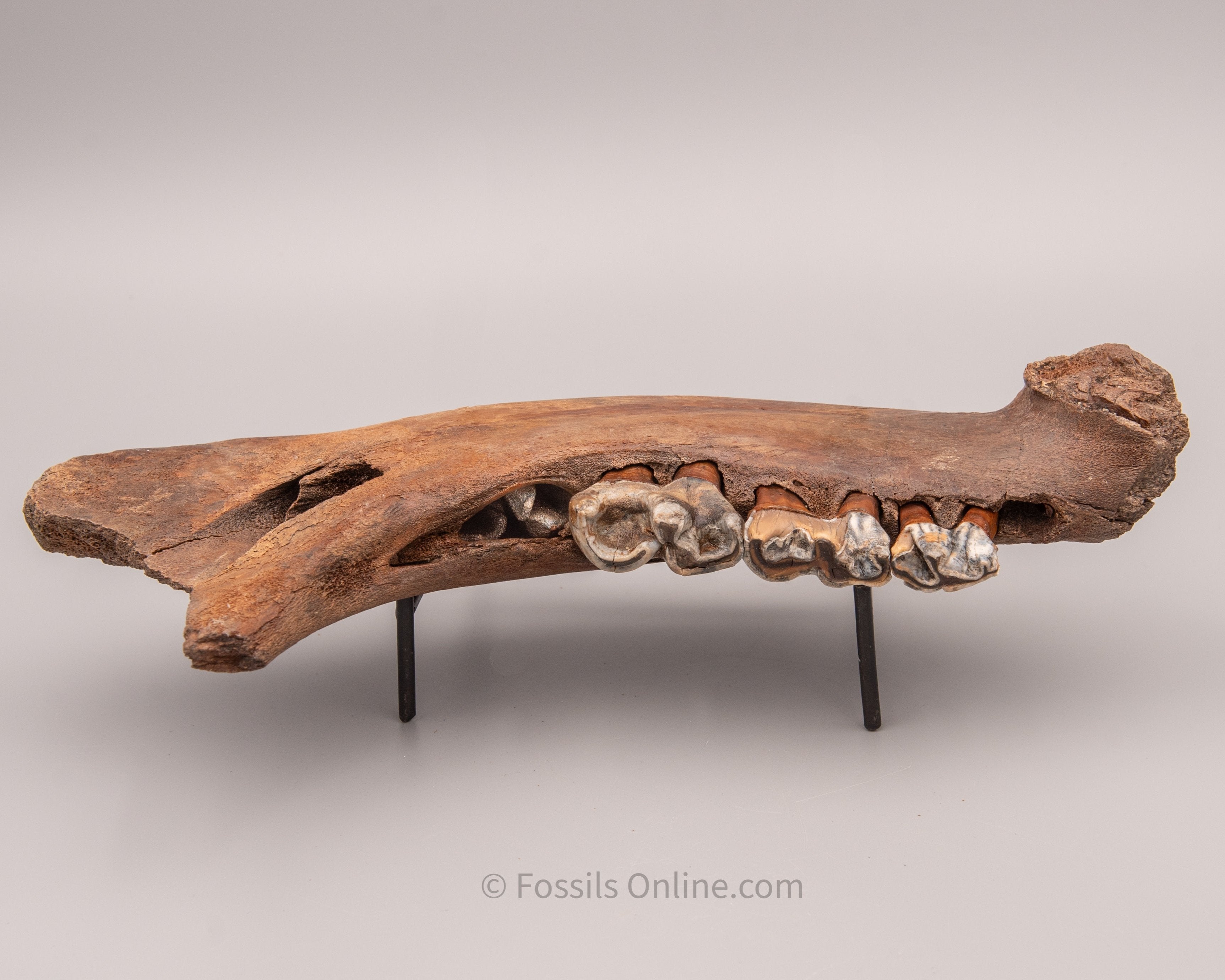 Woolly Rhino Jaw from Siberia