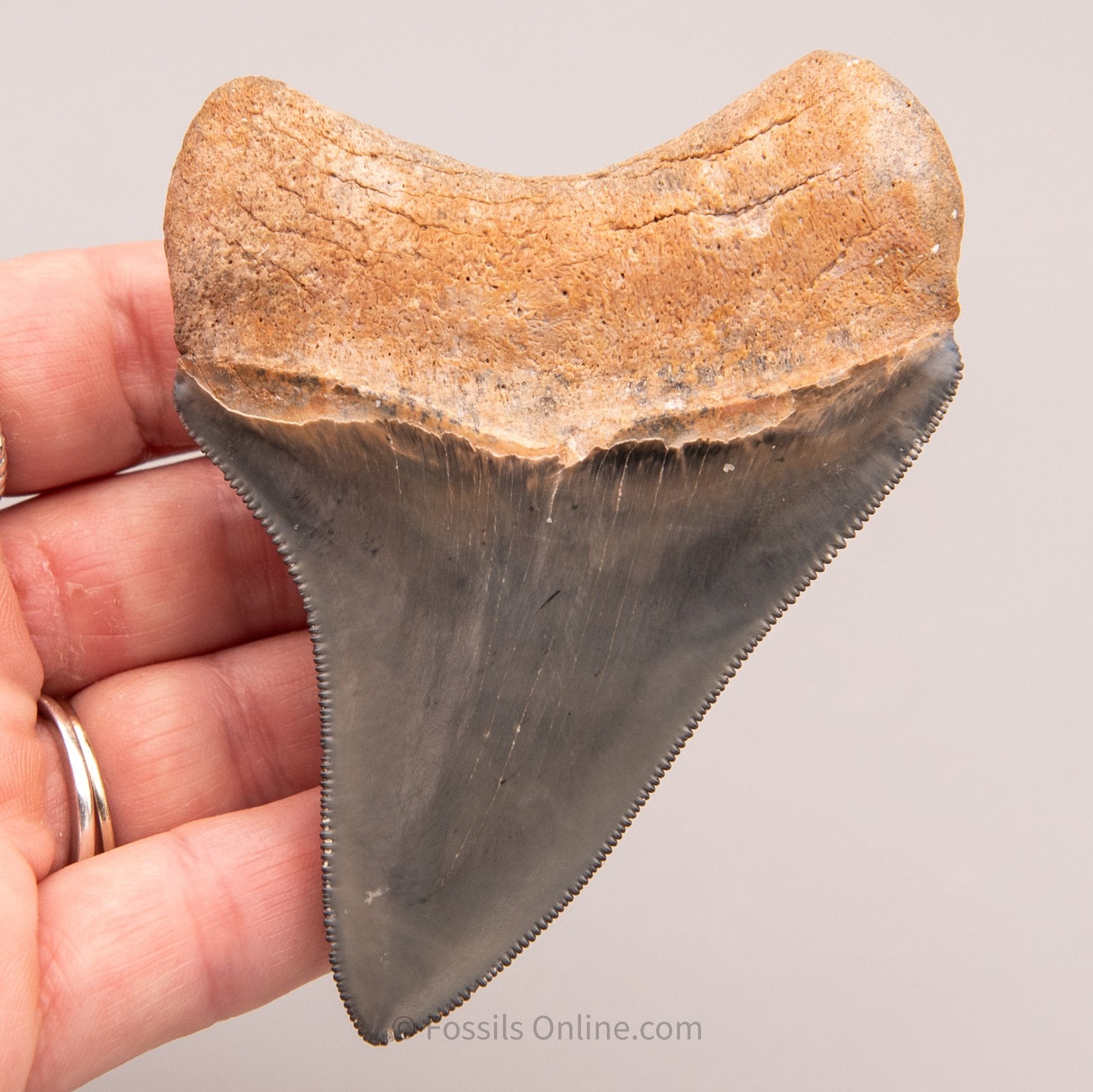 Golden Beach Megalodon 3.59"