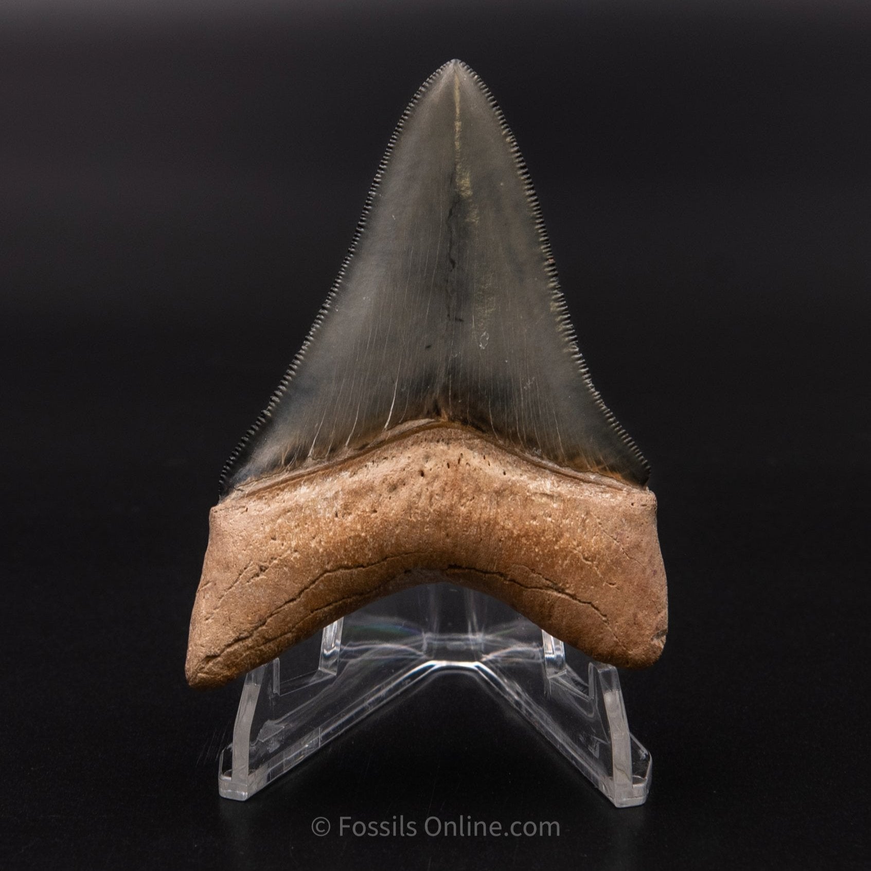 Golden Beach Megalodon 3.57"