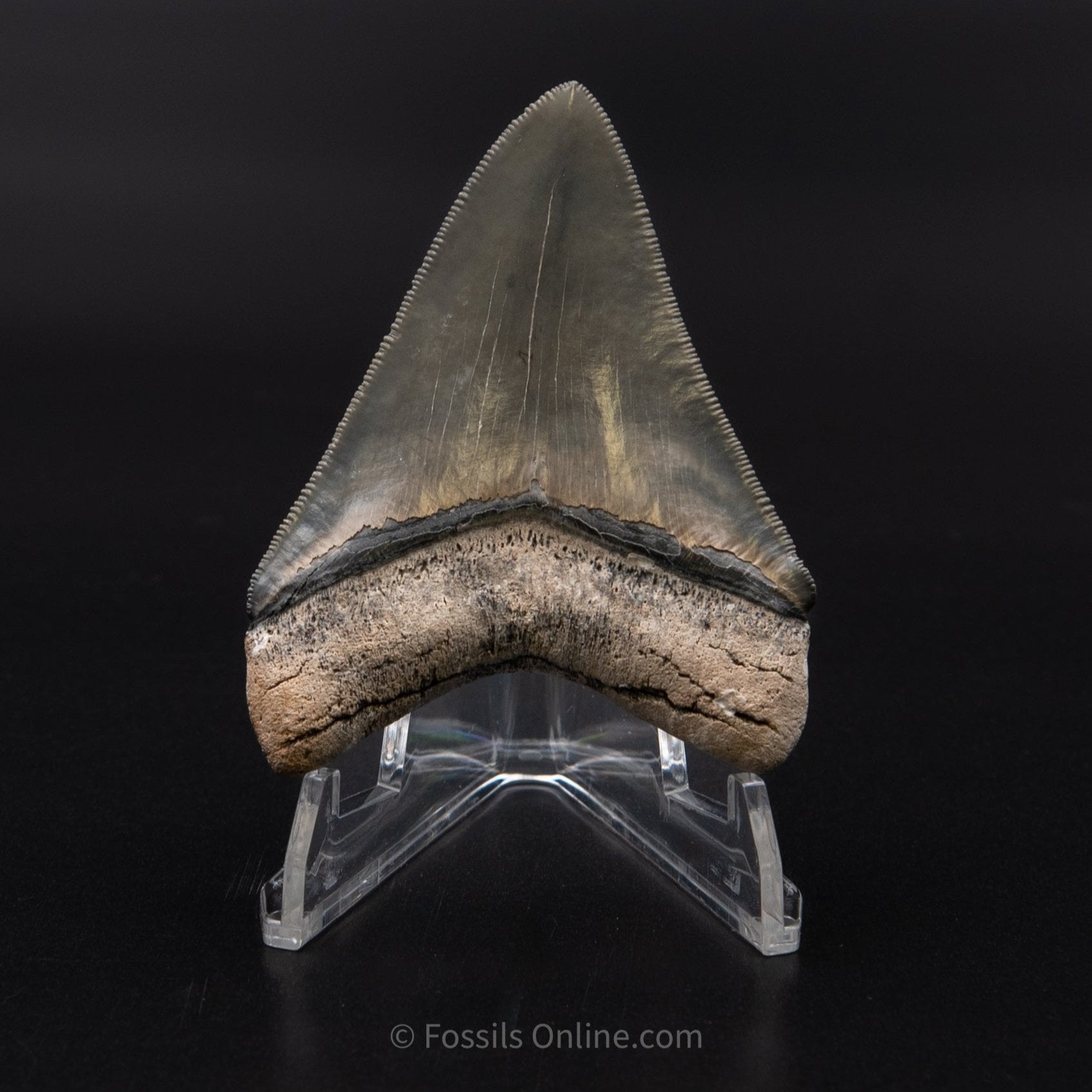 Venice Megalodon 3.16"