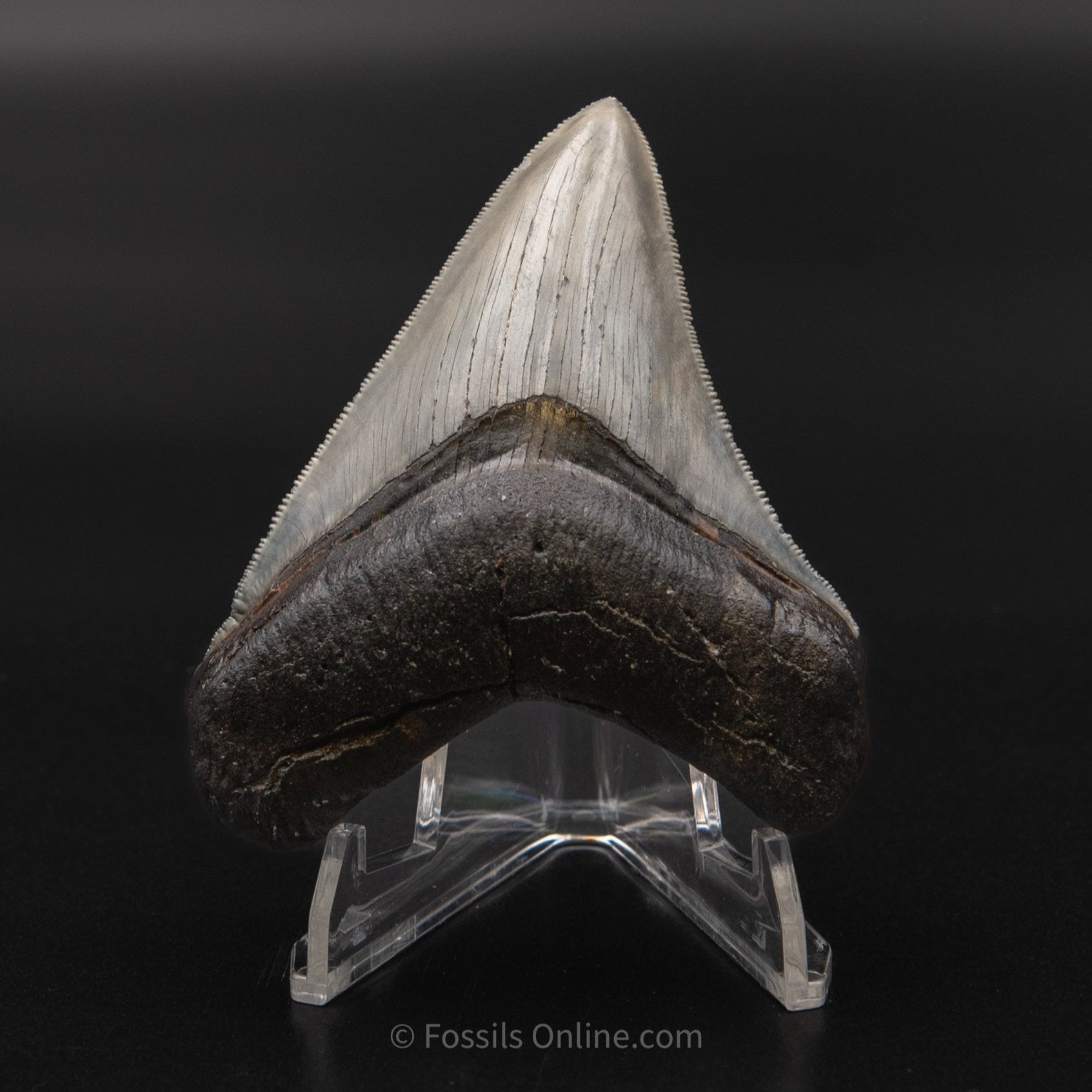 Venice Megalodon 3.6"