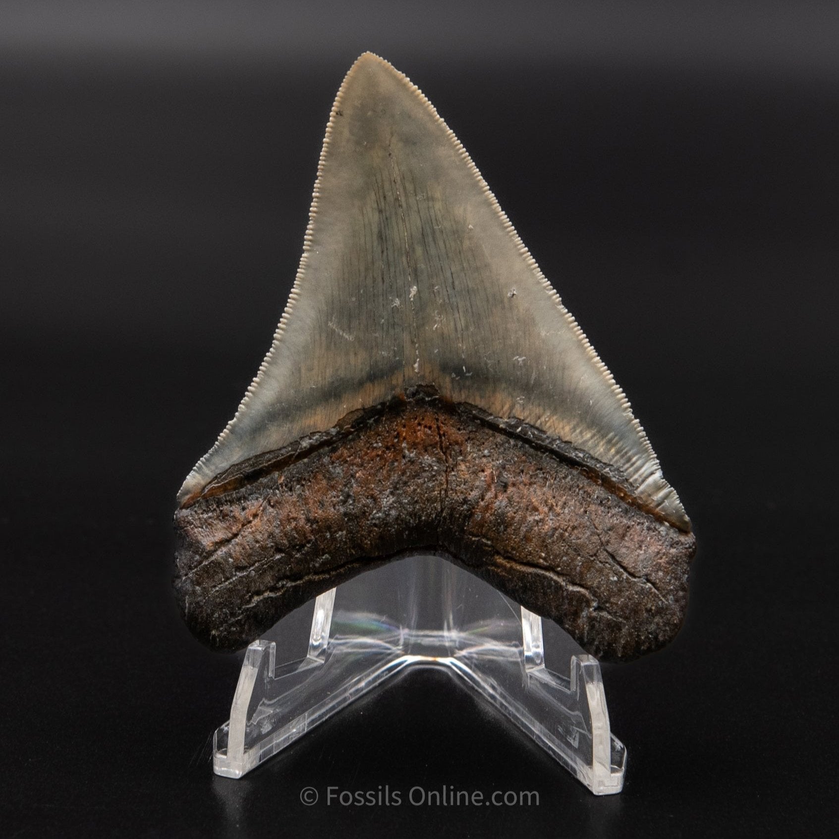 Venice Megalodon 3.6"