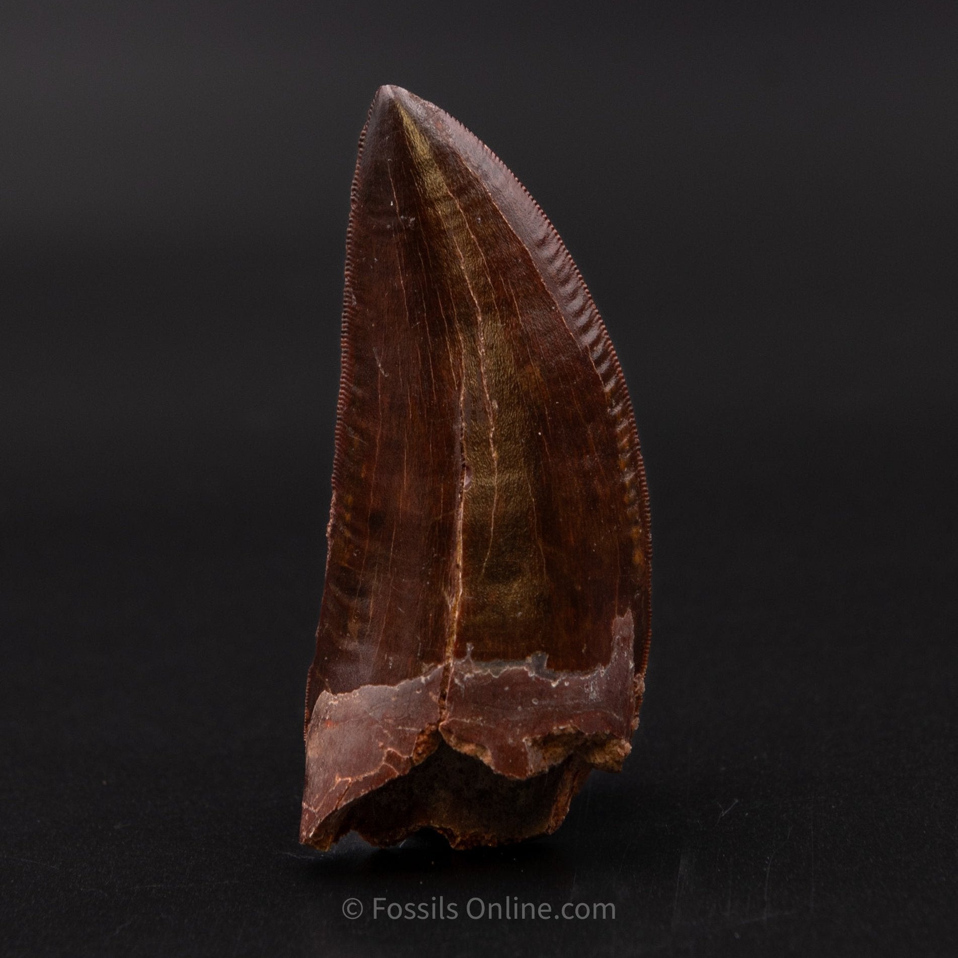 Carcharodontosaurus Tooth not T. rex. Theropod Dinosaur 2.81"