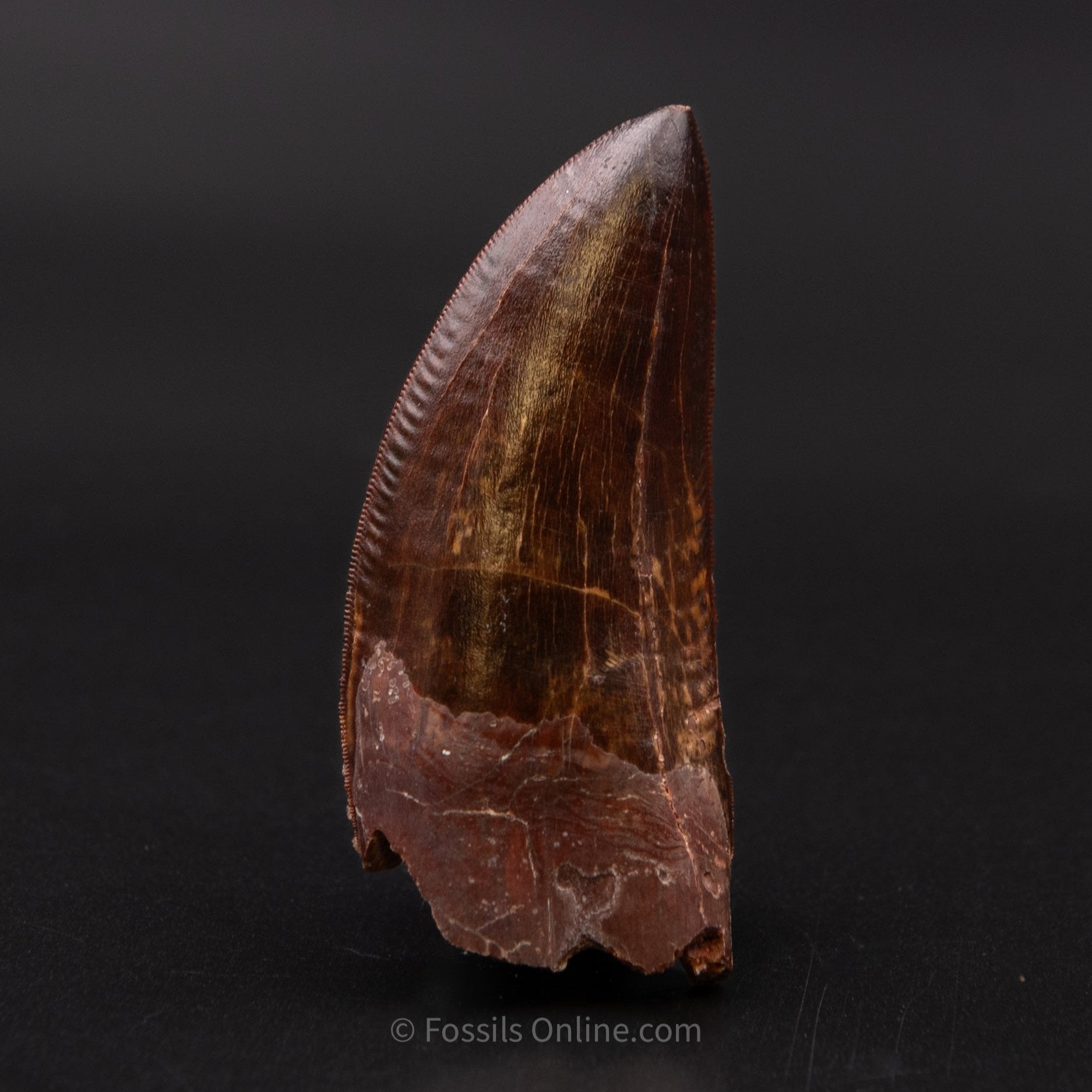 Carcharodontosaurus Tooth not T. rex. Theropod Dinosaur 2.81"