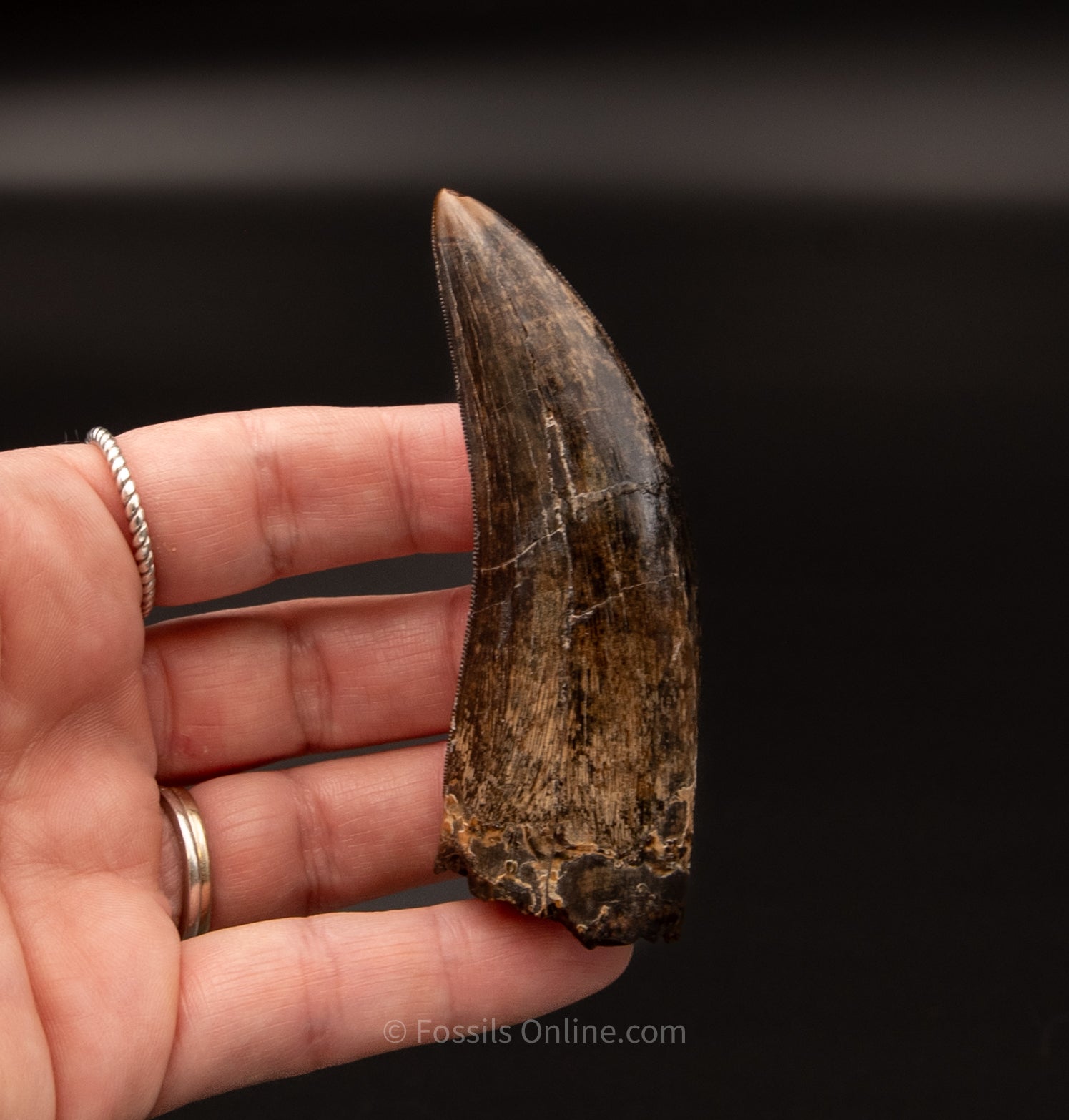 Judith River Genuine Serrated Tyrannosaurid Tooth 3.40"