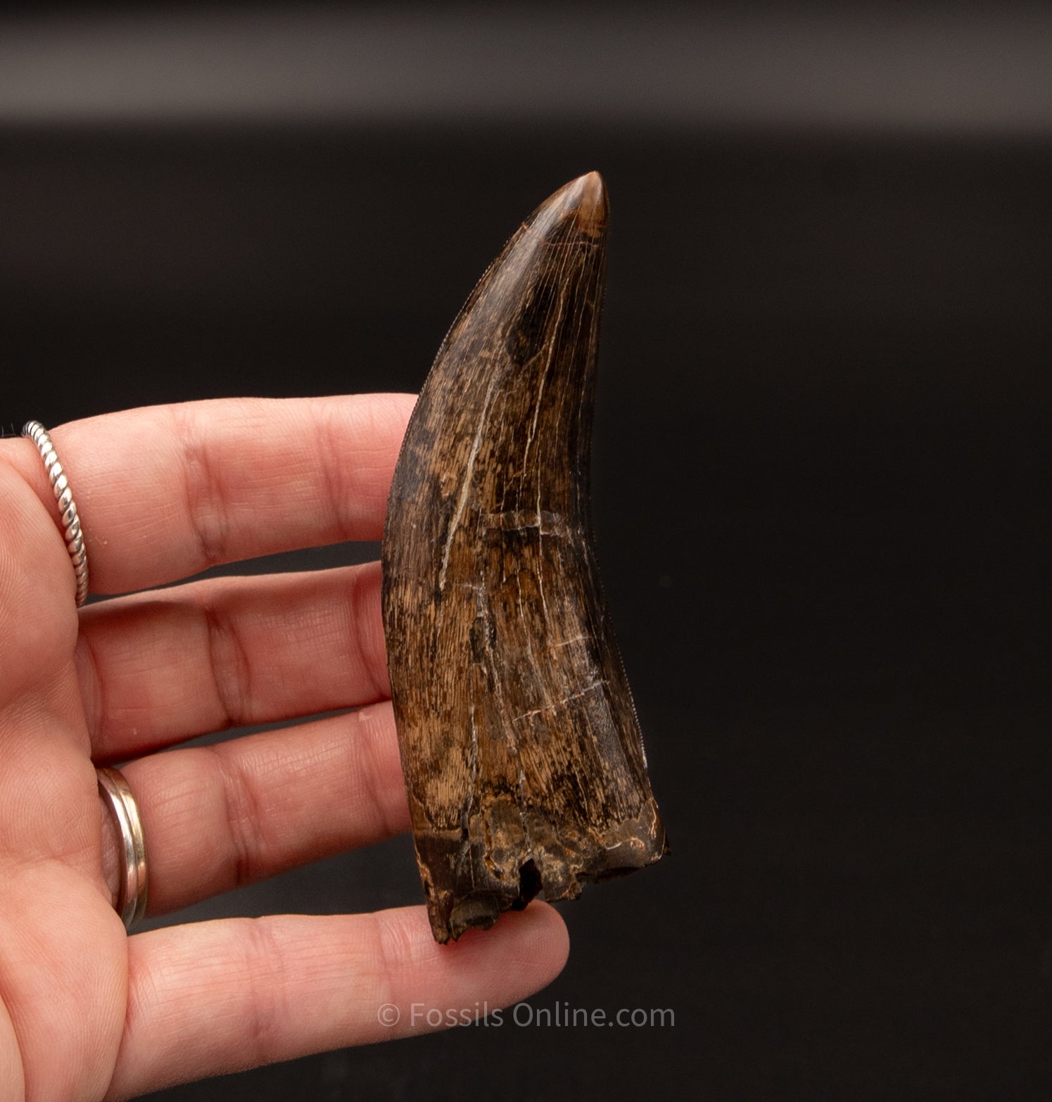 Judith River Genuine Serrated Tyrannosaurid Tooth 3.40"