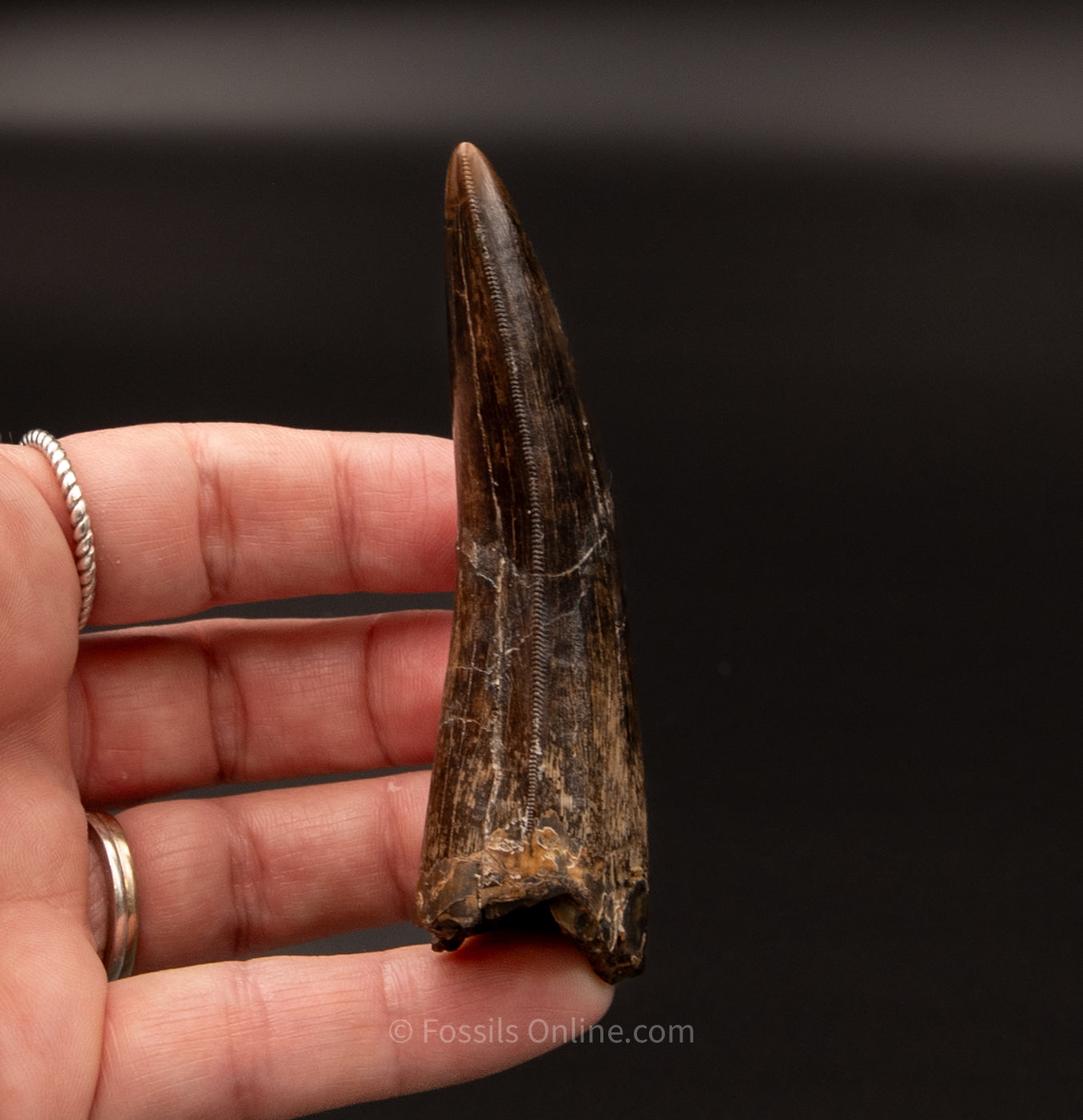 Judith River Genuine Serrated Tyrannosaurid Tooth 3.40"