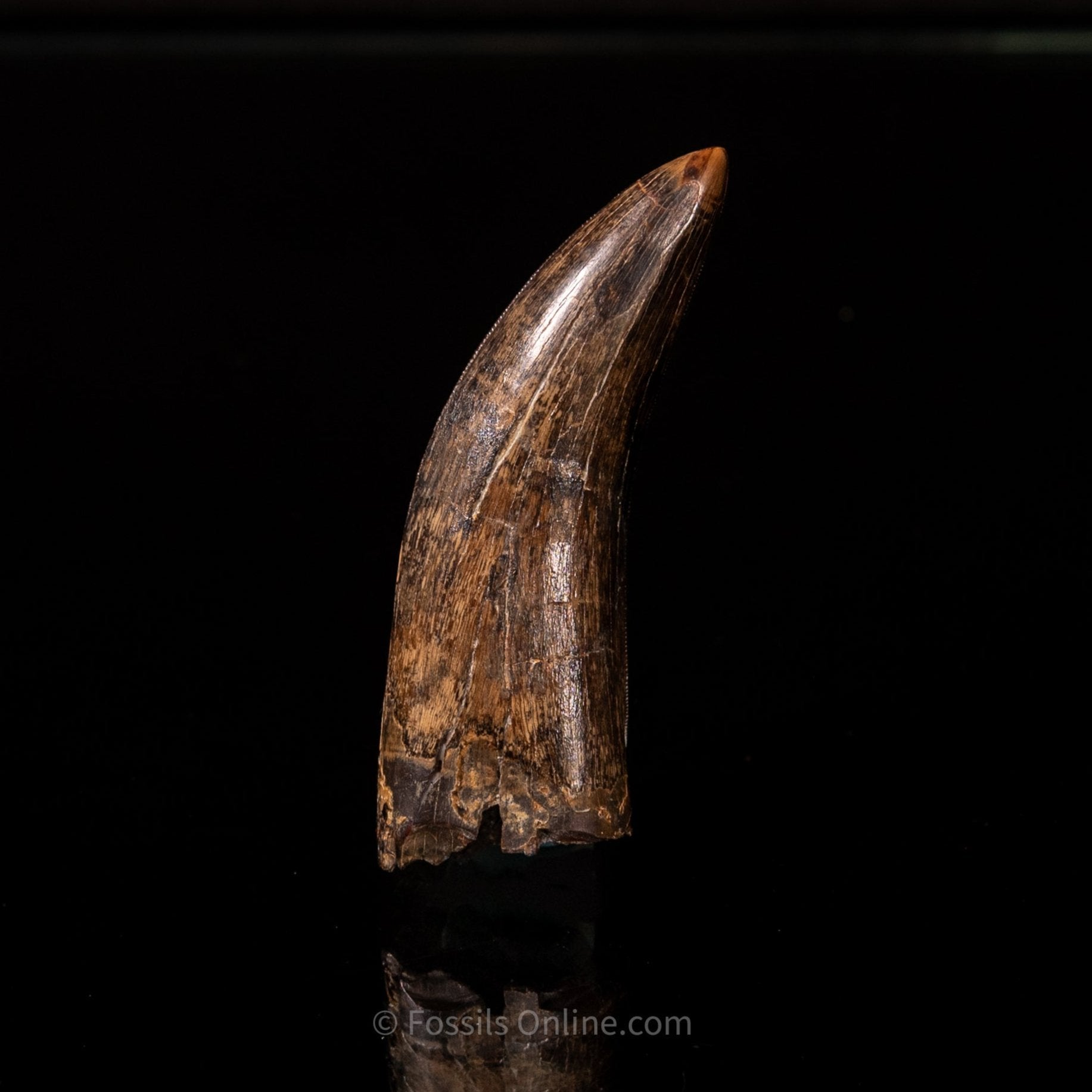Judith River Genuine Serrated Tyrannosaurid Tooth 3.40"