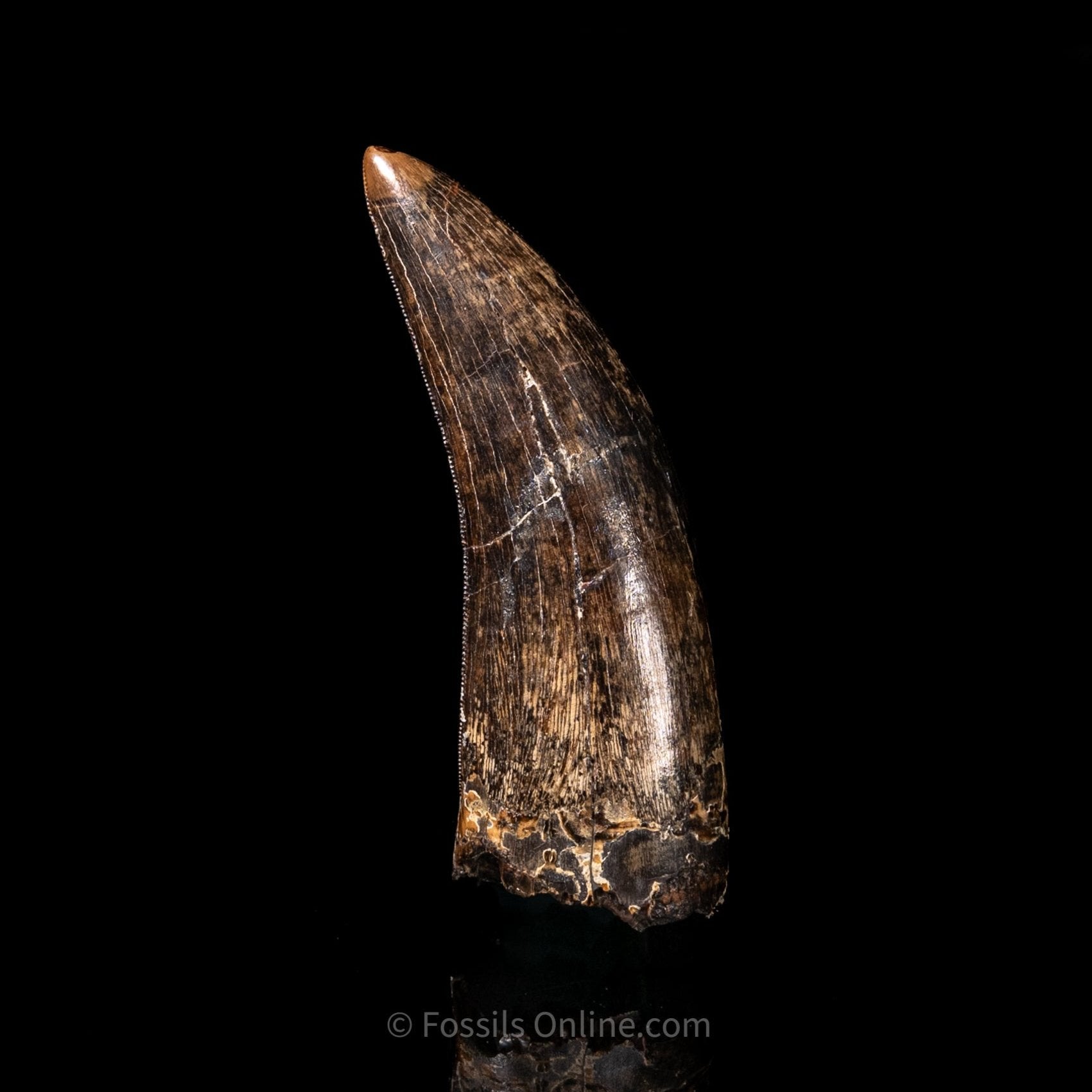 Judith River Genuine Serrated Tyrannosaurid Tooth 3.40"