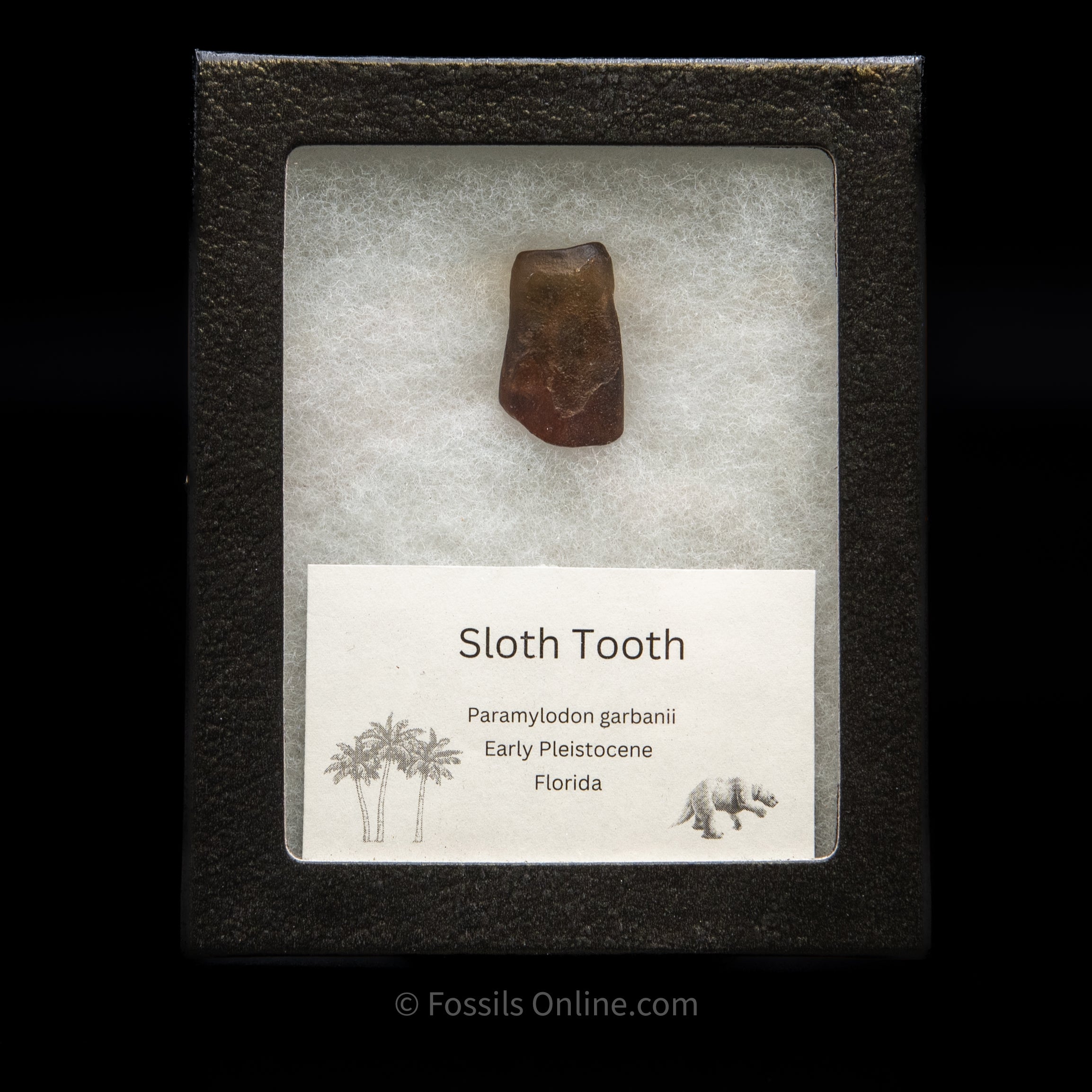 Sloth Tooth