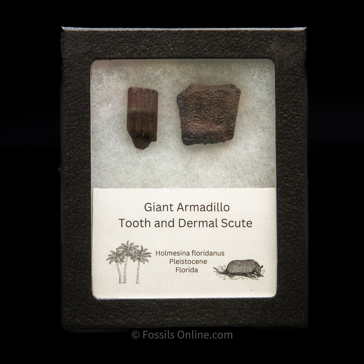 Authentic Fossils for Sale -- Buy Fossils Online