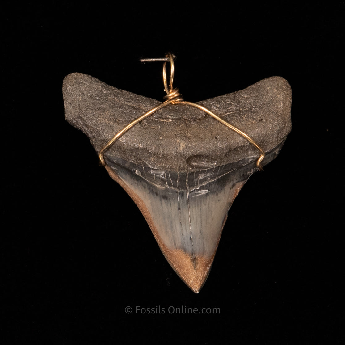 Fossil Jewelry Pendant