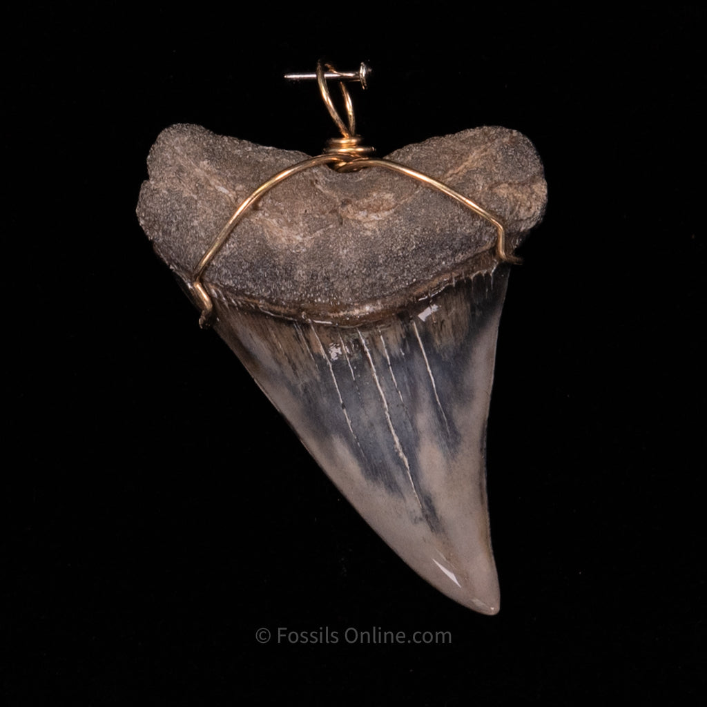 Fossil Jewelry Pendant