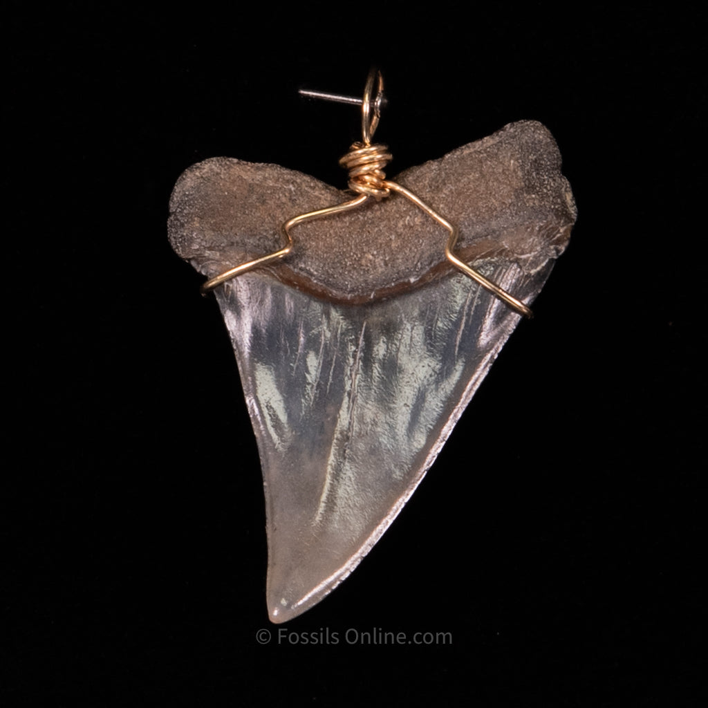 Fossil Jewelry Pendant