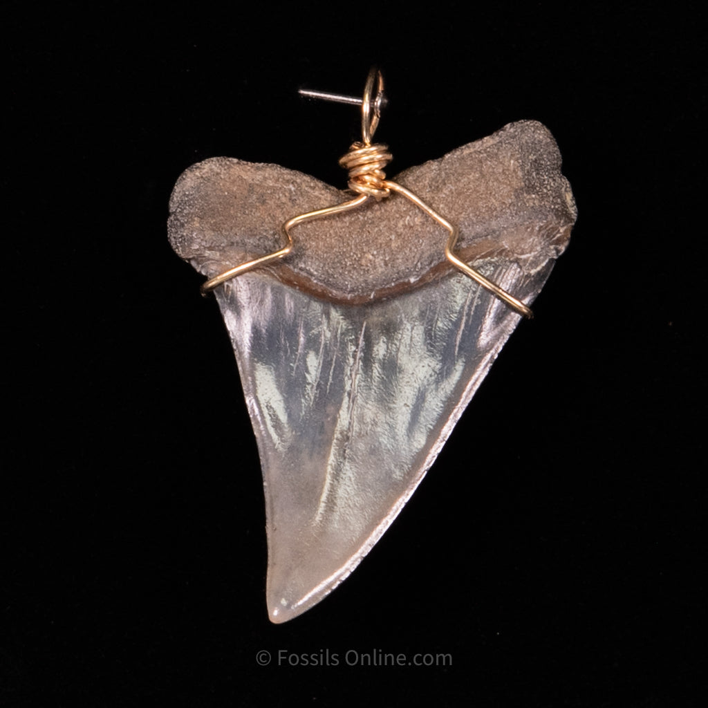 Fossil Jewelry Pendant