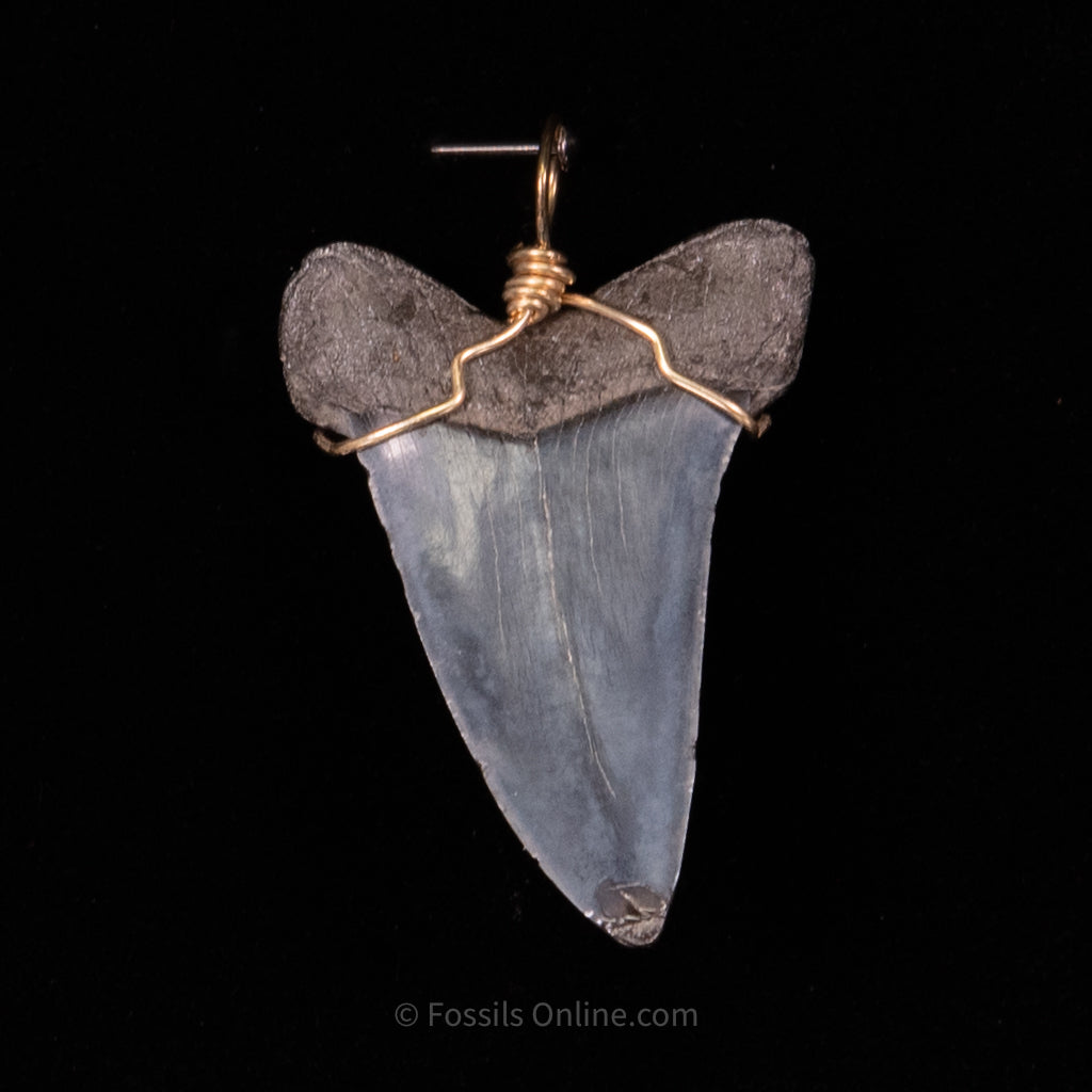 Fossil Jewelry Pendant