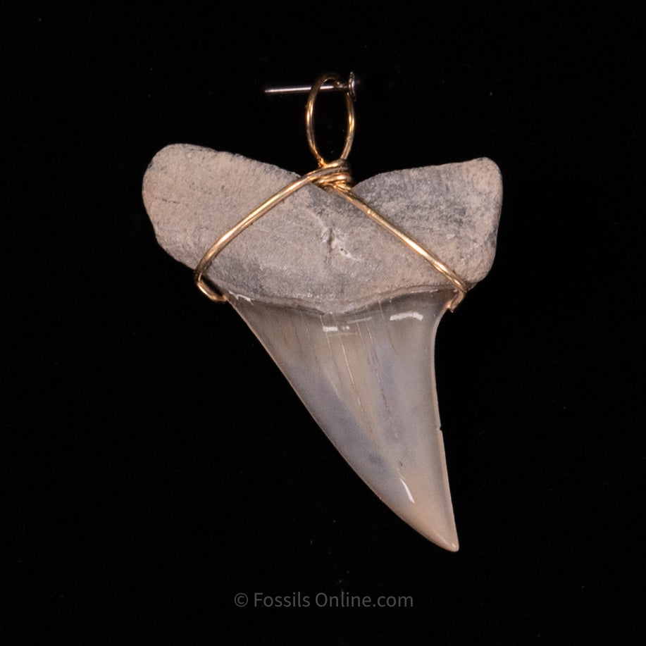 Fossil Jewelry Pendant