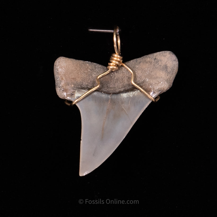 Fossil Jewelry Pendant