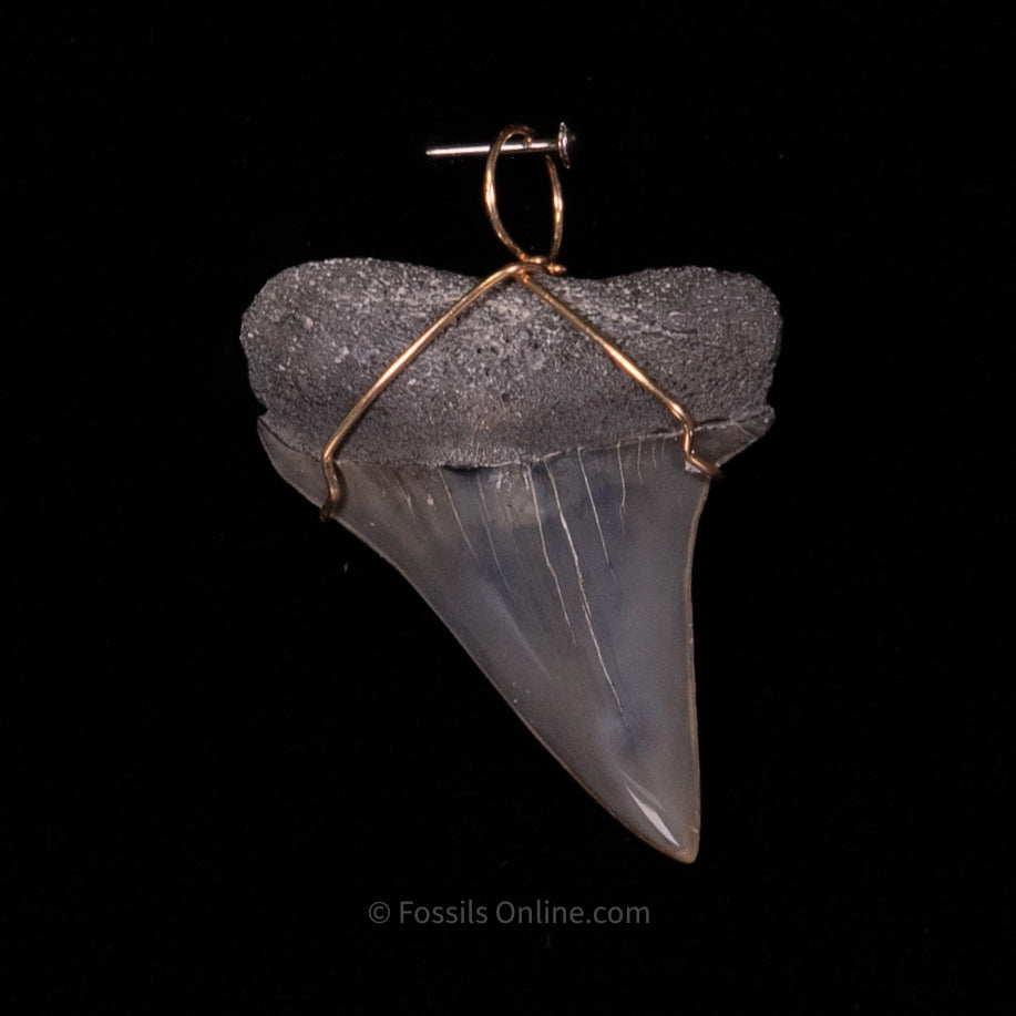 Fossil Jewelry Pendant