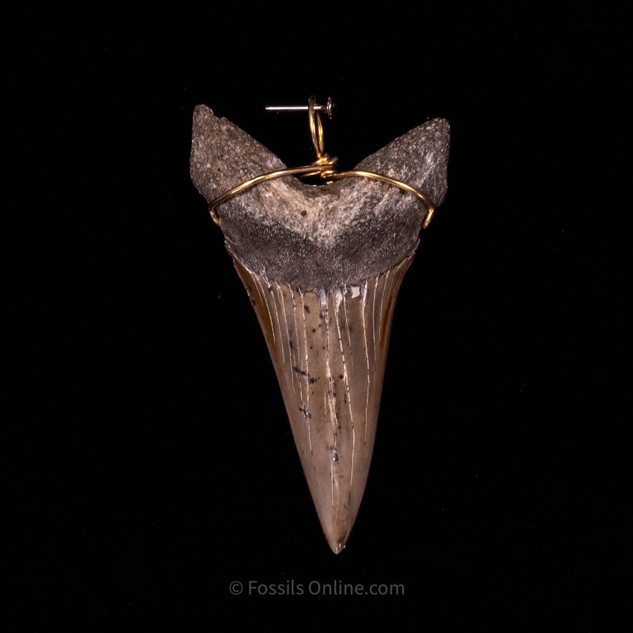 Fossil Jewelry Pendant