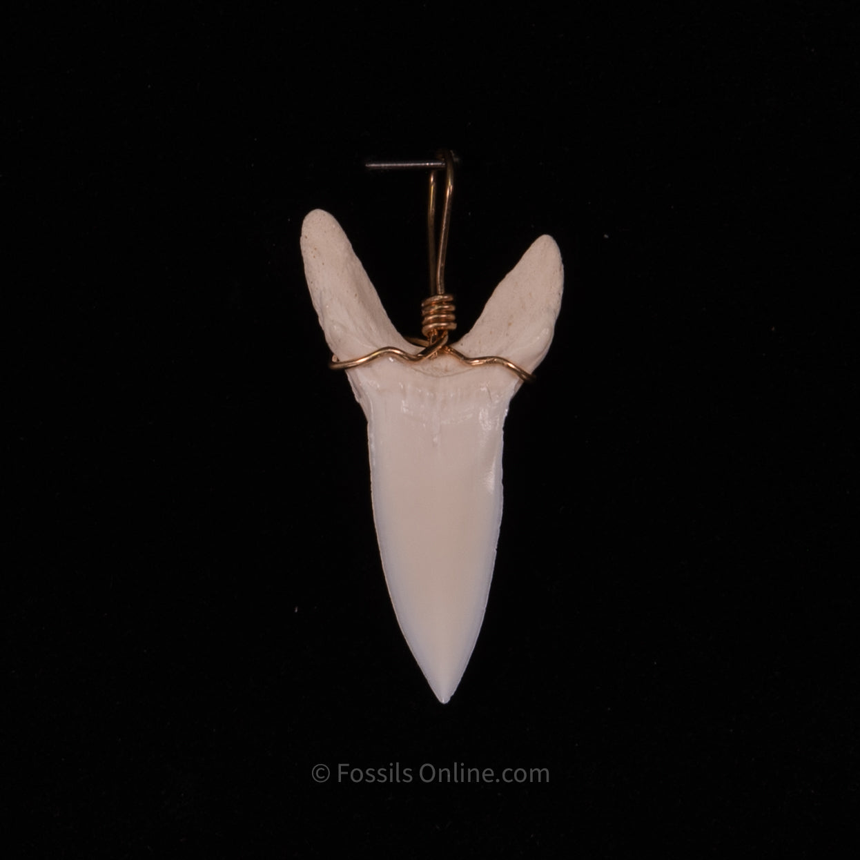 Fossil Jewelry Pendant