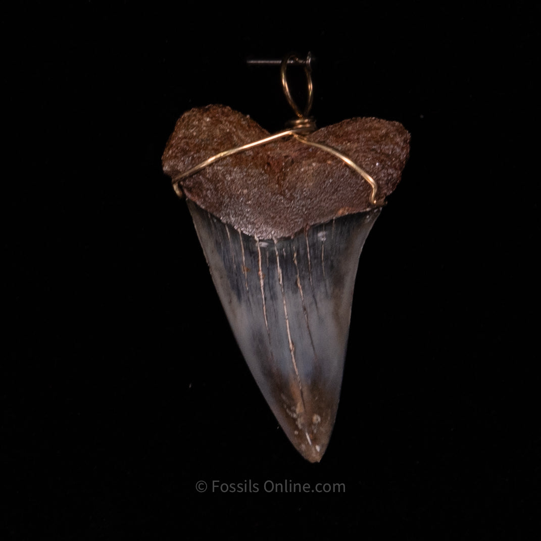 Fossil Jewelry Pendant