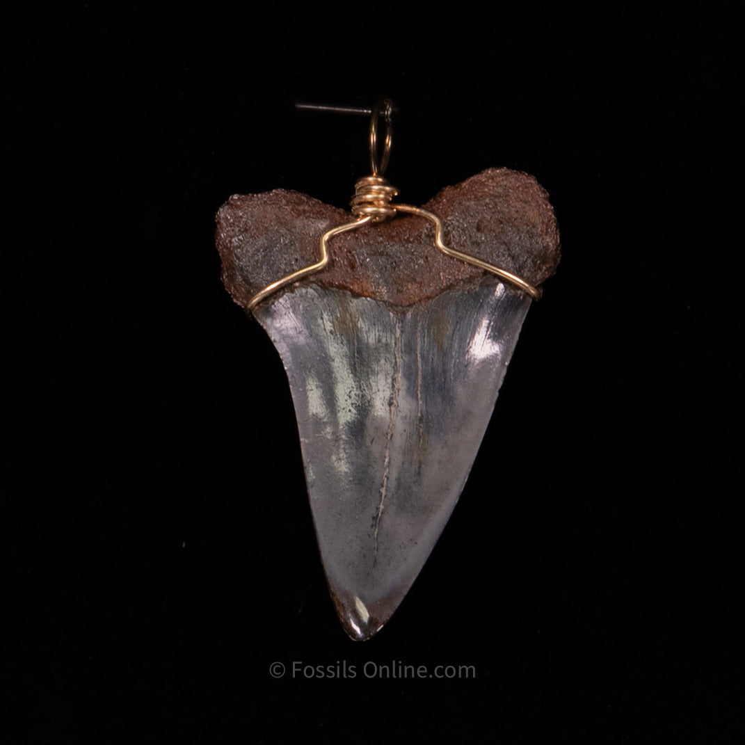 Fossil Jewelry Pendant